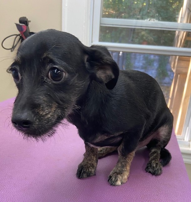 NEW LOVES ALERT: Lilo & Stitch are the cutest terrier mix pups looking for their forever home.
Interested? Fill out an app: https://www.wheretheloveis.org/application