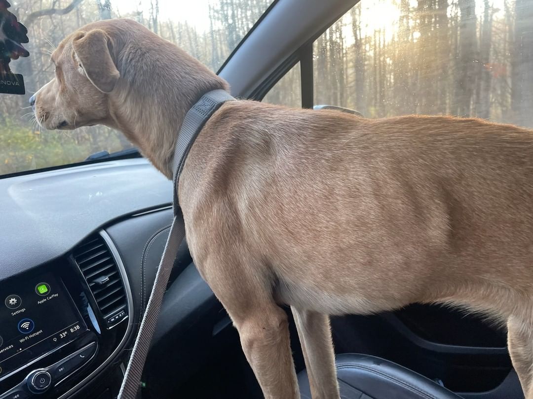 Does anyone recognize this girl? She was found on New Turnpike Rd in Town of Johnstown/Ephratah. She was brought to Harvey's and had a bath and 40 ticks removed. Please message us here or call the shelter at 518-725-5956 with info!