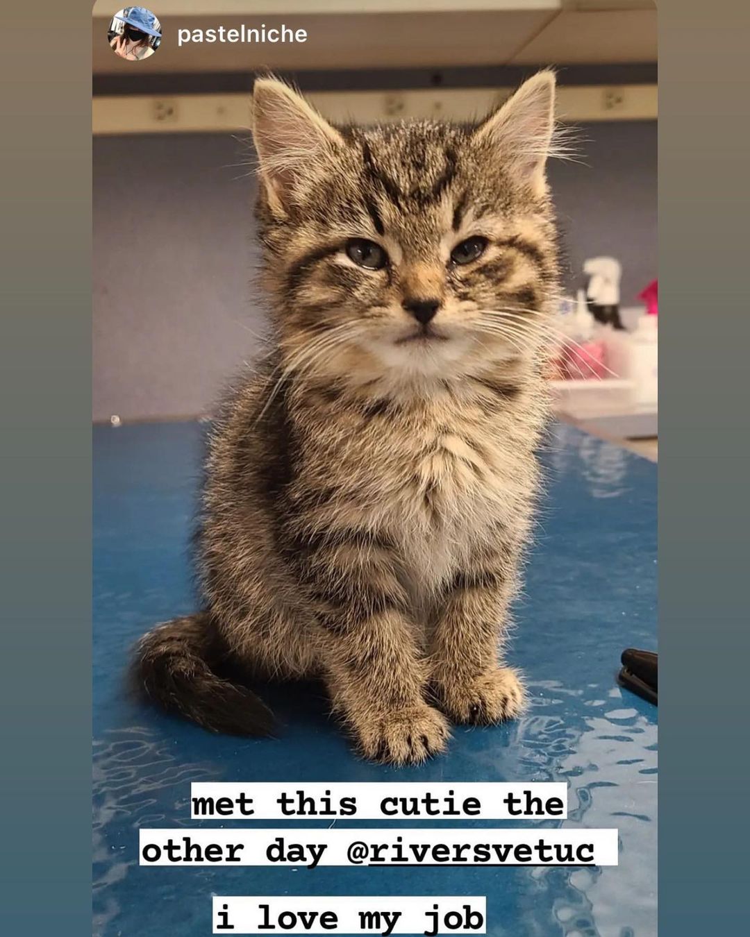 Find a veterinary staff that loves your pets the way you do! Thanks to @pastelniche, @kris10umling, and everyone at @riversvetuc for taking such great care of our kittens last week! 😍