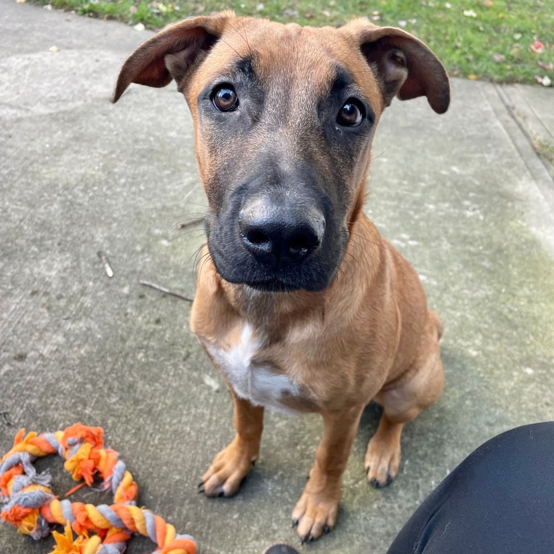 Looking for a gentle soul to light up your life? This boy will steal your heart! Zeus is a house-trained 6-month-old, 40 lb Hound/Pit mix (best guess!) who is simply a fantastic dog. He is very comfortable meeting new people, loves being with other dogs, listens very well, doesn't pull on the leash, learns commands super quickly, and has a ball running around the backyard. Zeus is a loyal and quiet boy who is a Grade A snuggler, and he sleeps quietly through the night snuggled up close to his people.  Zeus is microchipped, vaccinated, and is being neutered by the rescue prior to adoption.

To adopt, please submit an app via our website. http://www.olliesangelsanimalrescue.org/puppies-1

<a target='_blank' href='https://www.instagram.com/explore/tags/fureverfriends/'>#fureverfriends</a> <a target='_blank' href='https://www.instagram.com/explore/tags/olliesangelsanimalrescue/'>#olliesangelsanimalrescue</a> <a target='_blank' href='https://www.instagram.com/explore/tags/olliesangelsalum/'>#olliesangelsalum</a> <a target='_blank' href='https://www.instagram.com/explore/tags/rescuedogsofinstagram/'>#rescuedogsofinstagram</a> <a target='_blank' href='https://www.instagram.com/explore/tags/rescuedismyfavoritebreed/'>#rescuedismyfavoritebreed</a> <a target='_blank' href='https://www.instagram.com/explore/tags/rescuedismyfavouritebreed/'>#rescuedismyfavouritebreed</a> <a target='_blank' href='https://www.instagram.com/explore/tags/rescuedisthebestbreed/'>#rescuedisthebestbreed</a> <a target='_blank' href='https://www.instagram.com/explore/tags/rescuepup/'>#rescuepup</a> <a target='_blank' href='https://www.instagram.com/explore/tags/rescuepuppy/'>#rescuepuppy</a> <a target='_blank' href='https://www.instagram.com/explore/tags/rescuepups/'>#rescuepups</a> <a target='_blank' href='https://www.instagram.com/explore/tags/adopt/'>#adopt</a> <a target='_blank' href='https://www.instagram.com/explore/tags/adoptme/'>#adoptme</a> <a target='_blank' href='https://www.instagram.com/explore/tags/adoptdontshop/'>#adoptdontshop</a> <a target='_blank' href='https://www.instagram.com/explore/tags/adoptdontbuy/'>#adoptdontbuy</a> <a target='_blank' href='https://www.instagram.com/explore/tags/adoptdontshop/'>#adoptdontshop</a> <a target='_blank' href='https://www.instagram.com/explore/tags/adoptdogs/'>#adoptdogs</a> <a target='_blank' href='https://www.instagram.com/explore/tags/fosterpuppy/'>#fosterpuppy</a> <a target='_blank' href='https://www.instagram.com/explore/tags/fosterpuppies/'>#fosterpuppies</a> <a target='_blank' href='https://www.instagram.com/explore/tags/fosterpuppiesofinstagram/'>#fosterpuppiesofinstagram</a> <a target='_blank' href='https://www.instagram.com/explore/tags/fureverhome/'>#fureverhome</a> <a target='_blank' href='https://www.instagram.com/explore/tags/fureverfamily/'>#fureverfamily</a> <a target='_blank' href='https://www.instagram.com/explore/tags/fureverfriend/'>#fureverfriend</a> <a target='_blank' href='https://www.instagram.com/explore/tags/fureverfriends/'>#fureverfriends</a> <a target='_blank' href='https://www.instagram.com/explore/tags/rescuedog/'>#rescuedog</a> <a target='_blank' href='https://www.instagram.com/explore/tags/rescuedogsrock/'>#rescuedogsrock</a> <a target='_blank' href='https://www.instagram.com/explore/tags/rescuedogsofinstagram/'>#rescuedogsofinstagram</a> <a target='_blank' href='https://www.instagram.com/explore/tags/rescuedog/'>#rescuedog</a> <a target='_blank' href='https://www.instagram.com/explore/tags/muttsofinstagram/'>#muttsofinstagram</a> <a target='_blank' href='https://www.instagram.com/explore/tags/muttsrock/'>#muttsrock</a> <a target='_blank' href='https://www.instagram.com/explore/tags/rescuepuppies/'>#rescuepuppies</a>