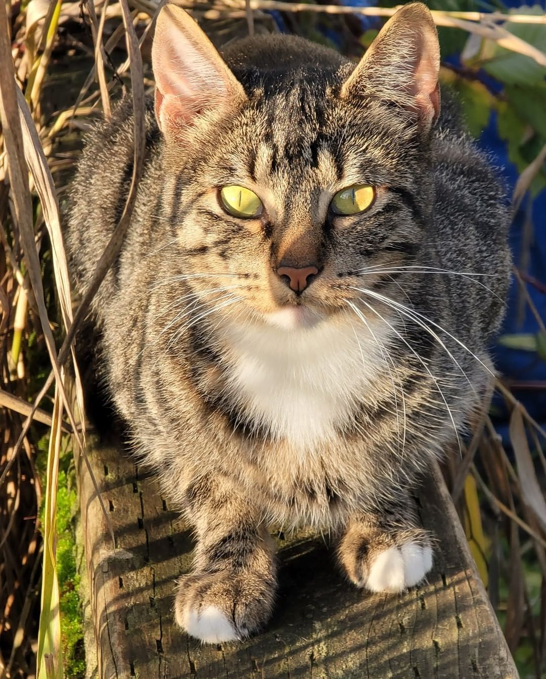 We are currently working on a place with 20 to 30 cats in need of urgent placement.
We cannot share details or location but are hoping Seattle Humane will give us a hand. Fingers crossed 🤞 
So far we captured 9. Luckily most of them are very sweet and friendly and pretty healthy for the most part.