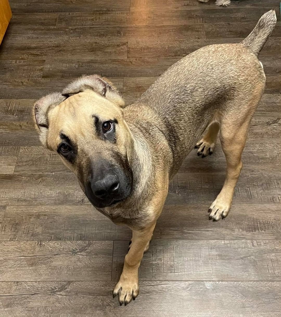 Our handsome puppy Zeus is officially ready for adoption!!! He a big puppy but such a sweet boy. He enjoys cuddles on the couch with his foster mom and playing with his toys. He does good on a leash and loves to go for nightly walks. He’s other dog and cat friendly. He needs a family who understand an XXL breed puppy. He can be clumsy at times but definitely has a heart of gold and is such a love. He’s potty trained with a doggy door and would need a little adjusting in a new home especially if it doesn’t have a doggy door. If you are interested in meeting and possibly adopting Zeus please go to our website and fill out an application.