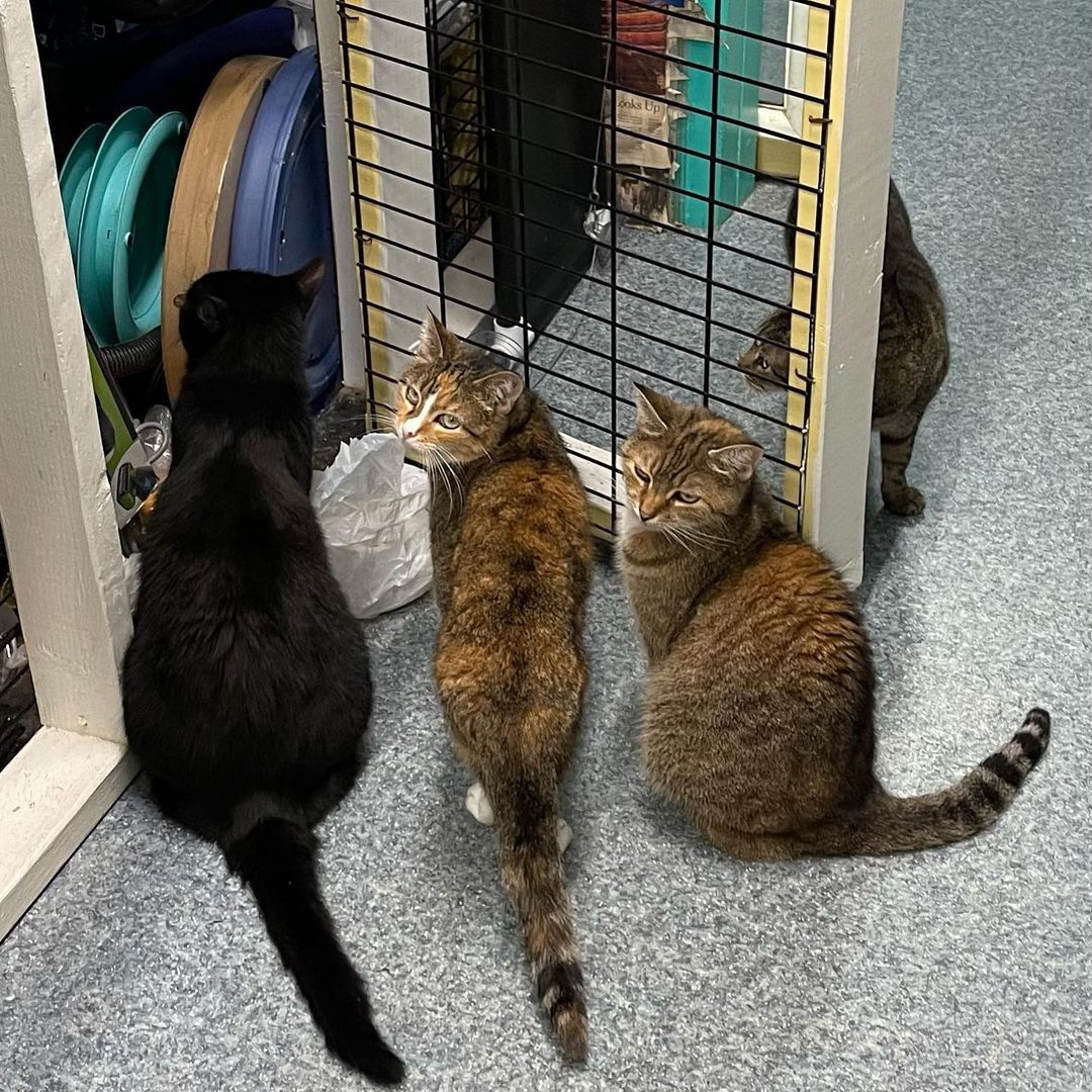 Meet Brie, an exquisite Calico who loves to be held. She is a bonded sister pair who need to be adopted together. Come to the Cat Adoption Center and give the sweet sisters some love 💕 
🕒 Weekday 5:30-8pm Weekend, noon-5