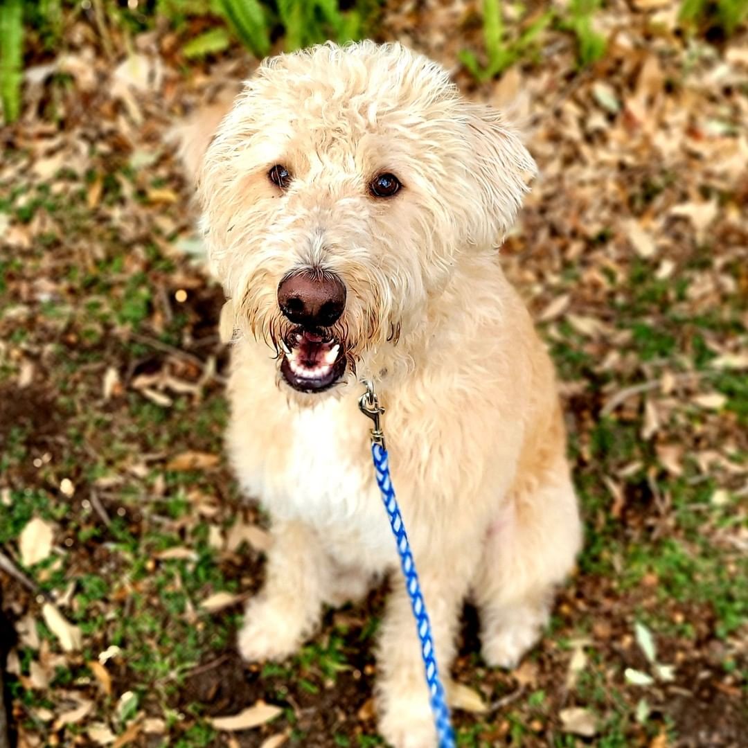 I might be a bit biased... because I looove a big goofy dog... but DENALI is perfect!!

Your guess is as good as mine when it comes to his breed. We've been told Standard Poodle, Airedale Terrier, Wolfhound or any mix in between.  But I do know he's 💯% Lovebug.

He's a big boy.... big yard a must! He's about 2 years old and very sweet.  But he's part Tigger and bouncing is his favorite thing to do,  so small children prob not best match.  He doesn't know how big he is,  and will absolutely sit on you to snuggle and watch TV, while you struggle to breath LOL. Plays well with other dogs, likes care rides, makes a sloppy mess when drinking... but who doesn't!! 

Don't miss out!! Won't last

https://bluetails.org/adoption-application