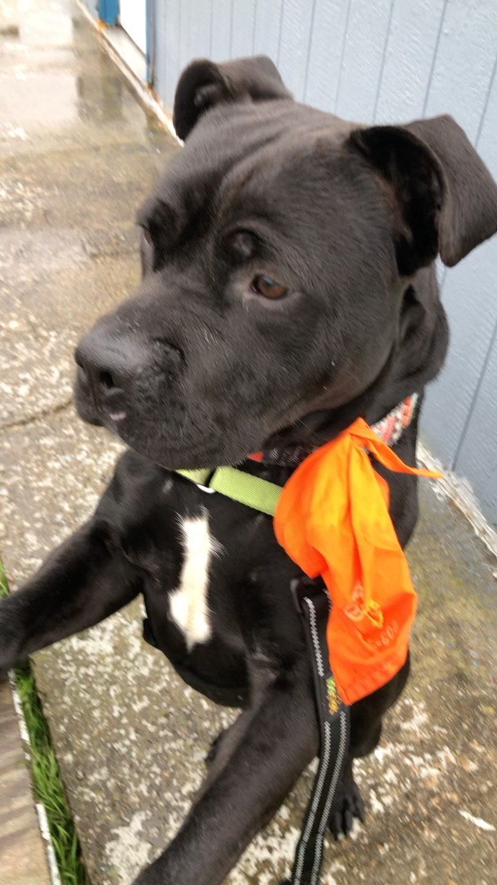 “Floyd” decided to work the football concession stand today on his walk!  Look at that face and tell us you’re not in love! ♥️

Floyd came to us as a stray and is waiting for his forever home.  We estimate he’s about 5 years old.  Floyd is all wiggles when greeting his friends at the shelter, going for walks or playing with toys. He has the cutest bunny hop and prance to his step! 

Floyd shows his love by plopping his body onto your lap and leaning into you with all his might!  He really enjoys some belly rubs and promises to shower you with kisses.  Since Floyd clearly isn't aware of his size, he would be best in a home without small children.  No cats.  Floyd would need to meet any potential canine siblings to ensure compatibility. 

‼️Due to limited staffing, we are not able to respond to comments/questions via social media postings.  We kindly ask, if you have questions regarding Floyd, PLEASE EMAIL:

adoption@popememorialcvhs.org 

🐾🐾How To Adopt a Pet🐾🐾

The process begins with the submission of an adoption application, which can be found by clicking the link below:

https://popememorialcvhs.org/adoption-application

🐾We are now offering walk-in hours. We cannot guarantee what adoptable pets may still be available during such hours. 

🐾Current Hours of Operation are as follows:
- Sunday thru Thursday -By Appointment Only
- Friday & Saturday Walk-In hours 12pm-4pm*
<a target='_blank' href='https://www.instagram.com/explore/tags/popememorialcvhs/'>#popememorialcvhs</a> <a target='_blank' href='https://www.instagram.com/explore/tags/adoptdontshop/'>#adoptdontshop</a>🐾 <a target='_blank' href='https://www.instagram.com/explore/tags/animalshelter/'>#animalshelter</a> <a target='_blank' href='https://www.instagram.com/explore/tags/dogs/'>#dogs</a> <a target='_blank' href='https://www.instagram.com/explore/tags/dogsofinstagram/'>#dogsofinstagram</a>