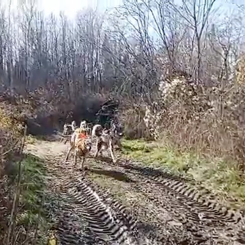 Is it just us, or do the sled dogs seem like they move fast even when filmed in slow motion?! 🤣