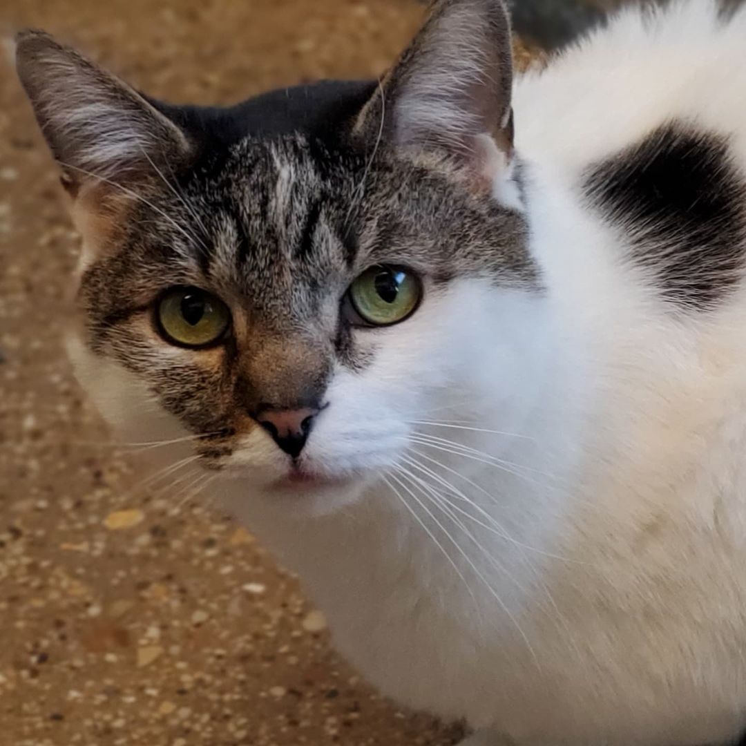 Liam
Domestic Shorthair, Born in 2017, White with Brown Tabby Spots, Neutered male
Special Needs

Hi. I'm Liam and I'm just going to lay it all out.  I have anxiety issues, which are currently being treated with meds, I sometimes overshoot my litterbox, but that is manageable with a little ingenuity.  I also have very early kidney disease. Yeah, I'm a special needs kind of guy.  I'm looking for a caring person, with a quiet home,  who will love me for who I am, issues and all.  In return for your love, I'll reward you with mine.  I really am a nice boy. I like snuggles, I love to play.  I just need that special someone, could it be you?

Adoption Information:
Children: No.  
Cats: Very selective but probably best as an only cat.   
Dogs: No.   
Adoption Fee: $75.

This cat is microchipped, neutered, and has had a full veterinary checkup and vaccines.
To get more info please fill out our online adoption survey. 
carenorthshore.org/cat-adoption-survey

<a target='_blank' href='https://www.instagram.com/explore/tags/carenorthshore/'>#carenorthshore</a>
<a target='_blank' href='https://www.instagram.com/explore/tags/chicagonorthshore/'>#chicagonorthshore</a> <a target='_blank' href='https://www.instagram.com/explore/tags/Skokie/'>#Skokie</a> <a target='_blank' href='https://www.instagram.com/explore/tags/Evanston/'>#Evanston</a> <a target='_blank' href='https://www.instagram.com/explore/tags/lincolnwood/'>#lincolnwood</a> <a target='_blank' href='https://www.instagram.com/explore/tags/Glenview/'>#Glenview</a> <a target='_blank' href='https://www.instagram.com/explore/tags/wilmette/'>#wilmette</a> <a target='_blank' href='https://www.instagram.com/explore/tags/adoptablepets/'>#adoptablepets</a> <a target='_blank' href='https://www.instagram.com/explore/tags/adoptdontshop/'>#adoptdontshop</a> <a target='_blank' href='https://www.instagram.com/explore/tags/petfinder/'>#petfinder</a> <a target='_blank' href='https://www.instagram.com/explore/tags/specialneedscats/'>#specialneedscats</a> <a target='_blank' href='https://www.instagram.com/explore/tags/tabbycatsofinstagram/'>#tabbycatsofinstagram</a> <a target='_blank' href='https://www.instagram.com/explore/tags/catsofinstagram/'>#catsofinstagram</a> <a target='_blank' href='https://www.instagram.com/explore/tags/catsofinsta/'>#catsofinsta</a> <a target='_blank' href='https://www.instagram.com/explore/tags/cats_of_instagram/'>#cats_of_instagram</a> <a target='_blank' href='https://www.instagram.com/explore/tags/cat/'>#cat</a> <a target='_blank' href='https://www.instagram.com/explore/tags/LongTermKittyNeedsAHome/'>#LongTermKittyNeedsAHome</a>