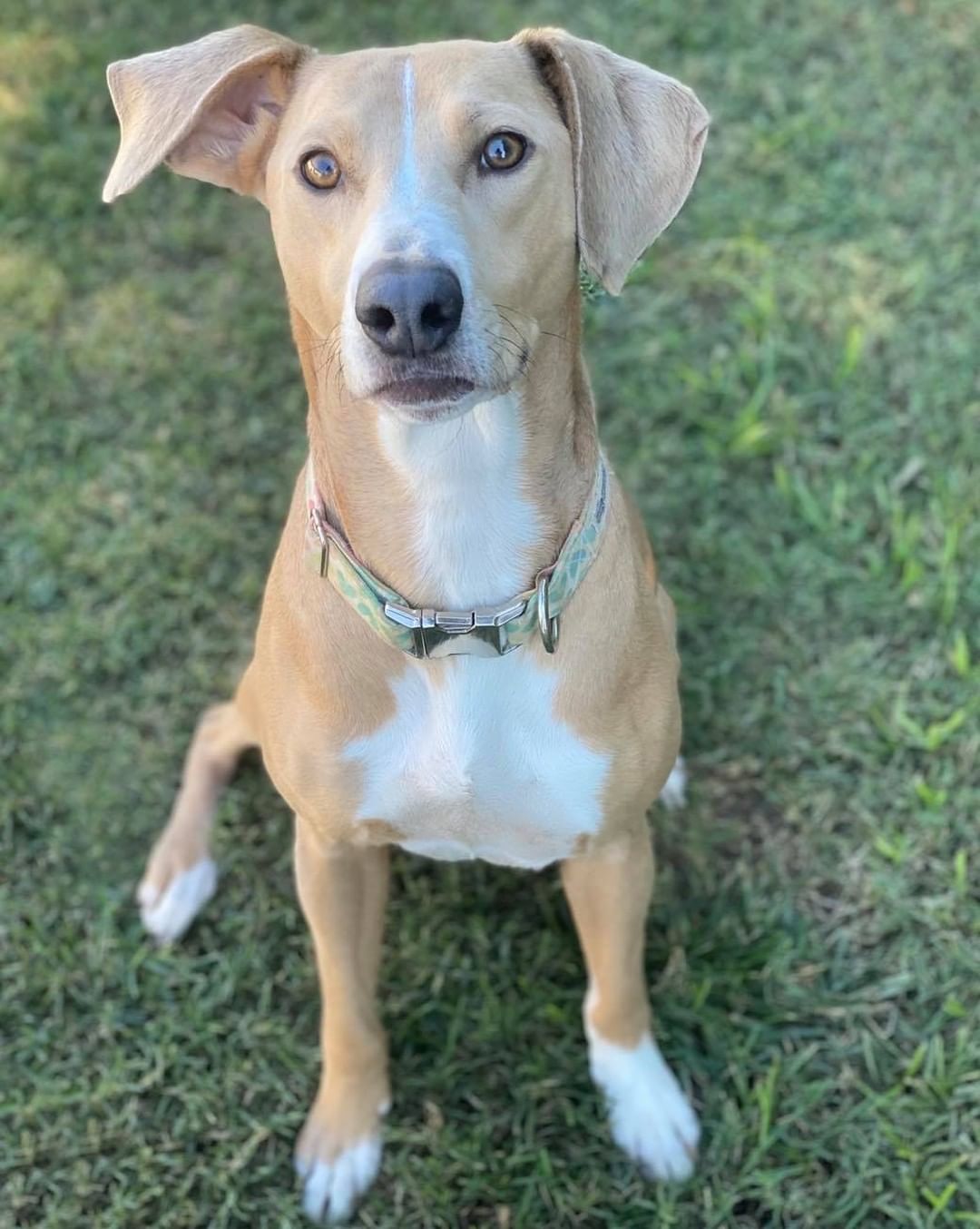 Are you looking for a top notch sidekick? Dawson may be the gal for you! 😍
 
Dawson, affectionately known as Pickles in her foster home, is about 4 years old, 45lbs, and appears to be a Cur mix. 🧬 Prior to being rescued, Dawson was used for two things: breeding and squirrel hunting. 👎 When her previous owner no longer had use for her, he dumped her at a rural, Tennessee shelter where she tested positive for heartworm. 💔 Dawson has since spent the last several months in foster undergoing heartworm treatment and is now finally ready to find a family of her own! 🎉 

In her foster home she is house trained, crate trained, and knows how to walk on leash. 🦮 Dawson has been living seamlessly with other dogs and confident cats, although will chase a running feline, 😼 and her forever home could have either (or both!) She has not been around children but based on her personality would be appropriate for respectful kids 5+. ✅ 
 
Her foster says, 💬 “I am obsessed with this girl. I cannot say enough good things about her. Honestly, I’d keep her in a heartbeat if I didn’t already have four dogs (something I don’t say lightly). She has been such a delight to foster and will be taking a large piece of my heart with her. From day one we’ve called her Pickles, the name Dawson seemed much too serious for this silly, funny girl. She’s very respectful of our other dogs and aside from occasionally chasing our cats, leaves them alone as well. Pickles loves a good game of chase in the backyard but also never passes on the opportunity to snuggle. In my opinion, she’s the perfect balance of active and lazy! She’d be happy with a dog sibling but would also likely be just fine as a solo pup, too. Honestly, she could probably adjust to most homes as long as there is plenty of love, treats, and cuddles to be had!”
 
If you think Dawson could be bestie 👯 you’ve been searching for, apply to adopt her now! 📲 www.browndogcoalition.com

<a target='_blank' href='https://www.instagram.com/explore/tags/adoptables/'>#adoptables</a> <a target='_blank' href='https://www.instagram.com/explore/tags/adoptme/'>#adoptme</a> <a target='_blank' href='https://www.instagram.com/explore/tags/dogsofmassachusetts/'>#dogsofmassachusetts</a> <a target='_blank' href='https://www.instagram.com/explore/tags/browndog/'>#browndog</a>