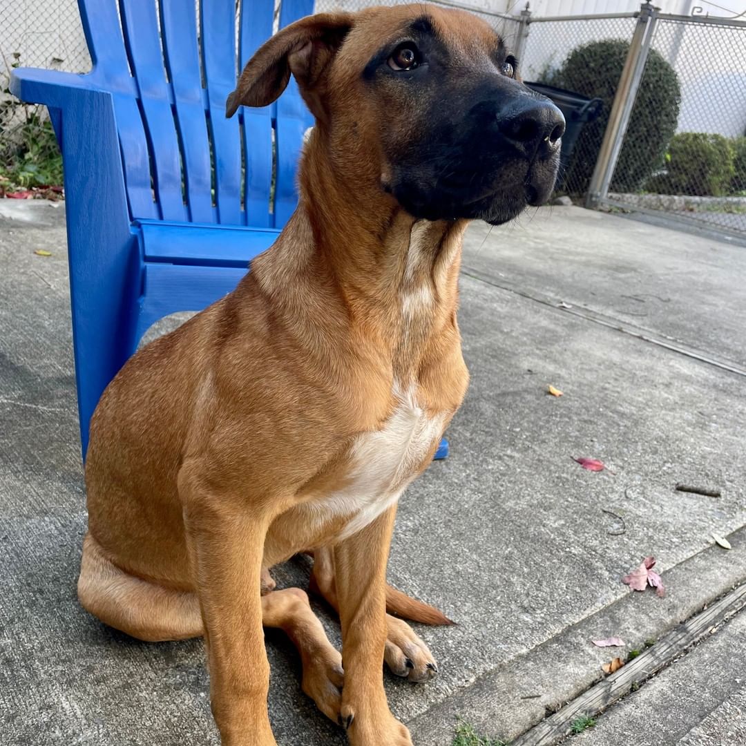 Looking for a gentle soul to light up your life? This boy will steal your heart! Zeus is a house-trained 6-month-old, 40 lb Hound/Pit mix (best guess!) who is simply a fantastic dog. He is very comfortable meeting new people, loves being with other dogs, listens very well, doesn't pull on the leash, learns commands super quickly, and has a ball running around the backyard. Zeus is a loyal and quiet boy who is a Grade A snuggler, and he sleeps quietly through the night snuggled up close to his people.  Zeus is microchipped, vaccinated, and is being neutered by the rescue prior to adoption.

To adopt, please submit an app via our website. http://www.olliesangelsanimalrescue.org/puppies-1

<a target='_blank' href='https://www.instagram.com/explore/tags/fureverfriends/'>#fureverfriends</a> <a target='_blank' href='https://www.instagram.com/explore/tags/olliesangelsanimalrescue/'>#olliesangelsanimalrescue</a> <a target='_blank' href='https://www.instagram.com/explore/tags/olliesangelsalum/'>#olliesangelsalum</a> <a target='_blank' href='https://www.instagram.com/explore/tags/rescuedogsofinstagram/'>#rescuedogsofinstagram</a> <a target='_blank' href='https://www.instagram.com/explore/tags/rescuedismyfavoritebreed/'>#rescuedismyfavoritebreed</a> <a target='_blank' href='https://www.instagram.com/explore/tags/rescuedismyfavouritebreed/'>#rescuedismyfavouritebreed</a> <a target='_blank' href='https://www.instagram.com/explore/tags/rescuedisthebestbreed/'>#rescuedisthebestbreed</a> <a target='_blank' href='https://www.instagram.com/explore/tags/rescuepup/'>#rescuepup</a> <a target='_blank' href='https://www.instagram.com/explore/tags/rescuepuppy/'>#rescuepuppy</a> <a target='_blank' href='https://www.instagram.com/explore/tags/rescuepups/'>#rescuepups</a> <a target='_blank' href='https://www.instagram.com/explore/tags/adopt/'>#adopt</a> <a target='_blank' href='https://www.instagram.com/explore/tags/adoptme/'>#adoptme</a> <a target='_blank' href='https://www.instagram.com/explore/tags/adoptdontshop/'>#adoptdontshop</a> <a target='_blank' href='https://www.instagram.com/explore/tags/adoptdontbuy/'>#adoptdontbuy</a> <a target='_blank' href='https://www.instagram.com/explore/tags/adoptdontshop/'>#adoptdontshop</a> <a target='_blank' href='https://www.instagram.com/explore/tags/adoptdogs/'>#adoptdogs</a> <a target='_blank' href='https://www.instagram.com/explore/tags/fosterpuppy/'>#fosterpuppy</a> <a target='_blank' href='https://www.instagram.com/explore/tags/fosterpuppies/'>#fosterpuppies</a> <a target='_blank' href='https://www.instagram.com/explore/tags/fosterpuppiesofinstagram/'>#fosterpuppiesofinstagram</a> <a target='_blank' href='https://www.instagram.com/explore/tags/fureverhome/'>#fureverhome</a> <a target='_blank' href='https://www.instagram.com/explore/tags/fureverfamily/'>#fureverfamily</a> <a target='_blank' href='https://www.instagram.com/explore/tags/fureverfriend/'>#fureverfriend</a> <a target='_blank' href='https://www.instagram.com/explore/tags/fureverfriends/'>#fureverfriends</a> <a target='_blank' href='https://www.instagram.com/explore/tags/rescuedog/'>#rescuedog</a> <a target='_blank' href='https://www.instagram.com/explore/tags/rescuedogsrock/'>#rescuedogsrock</a> <a target='_blank' href='https://www.instagram.com/explore/tags/rescuedogsofinstagram/'>#rescuedogsofinstagram</a> <a target='_blank' href='https://www.instagram.com/explore/tags/rescuedog/'>#rescuedog</a> <a target='_blank' href='https://www.instagram.com/explore/tags/muttsofinstagram/'>#muttsofinstagram</a> <a target='_blank' href='https://www.instagram.com/explore/tags/muttsrock/'>#muttsrock</a> <a target='_blank' href='https://www.instagram.com/explore/tags/rescuepuppies/'>#rescuepuppies</a>