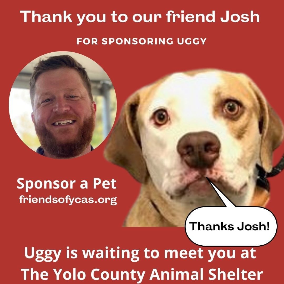 Meet UGGY. Who could resist his smile? He is 5 years old and very loving.  He enjoys walks and is great on a leash. Things that make him happy: Playing with other chill dogs, Listening to music, Drinking a refreshing bowl of water, going for walks. Oh e is great with keeping secrets and enjoys chilling out with cool people.  If you would like to meet him please go to friendsofycas.org and complete an inquiry form.  We would love to schedule you for a meet and greet.  <a target='_blank' href='https://www.instagram.com/explore/tags/rescuedog/'>#rescuedog</a> <a target='_blank' href='https://www.instagram.com/explore/tags/petadoption/'>#petadoption</a> <a target='_blank' href='https://www.instagram.com/explore/tags/love/'>#love</a> <a target='_blank' href='https://www.instagram.com/explore/tags/instadog/'>#instadog</a> <a target='_blank' href='https://www.instagram.com/explore/tags/dogshelterlife/'>#dogshelterlife</a> <a target='_blank' href='https://www.instagram.com/explore/tags/shelterlife/'>#shelterlife</a> <a target='_blank' href='https://www.instagram.com/explore/tags/norcal/'>#norcal</a> <a target='_blank' href='https://www.instagram.com/explore/tags/ycascares/'>#ycascares</a> <a target='_blank' href='https://www.instagram.com/explore/tags/adoptme/'>#adoptme</a> <a target='_blank' href='https://www.instagram.com/explore/tags/adoptmeplease/'>#adoptmeplease</a> <a target='_blank' href='https://www.instagram.com/explore/tags/saveadogslife/'>#saveadogslife</a> <a target='_blank' href='https://www.instagram.com/explore/tags/adoptdontbuy/'>#adoptdontbuy</a> Yolo County  @yolocountylibrary @ucdavisvetmed @labmixbrothers @citydavisca @abc10tv Davis Veterinarian Services @yolovetclinic @JoshChapman4CityCouncil2020
