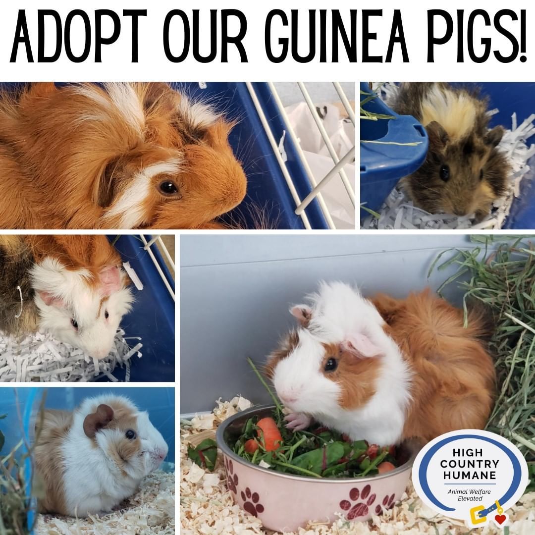 We still have ALL SIX guinea pigs up for adoption!!! Let's find them some forever homes! 

Mustang, Chevy, Ford, Lincoln, Jeep, and Bentley are still still juveniles, only 8 months old 💙 Their adoption fee is only $50 for two guinea piggies 🐹 Some of them are actually available at our local PETSMART and others at the shelter. 

COME MEET THEM TODAY and take them home! Read more about them here: https://highcountryhumane.org/small-critters-3/

<a target='_blank' href='https://www.instagram.com/explore/tags/adoptdontshop/'>#adoptdontshop</a> <a target='_blank' href='https://www.instagram.com/explore/tags/pets/'>#pets</a> <a target='_blank' href='https://www.instagram.com/explore/tags/adoptashelterpet/'>#adoptashelterpet</a> <a target='_blank' href='https://www.instagram.com/explore/tags/shelterpet/'>#shelterpet</a> <a target='_blank' href='https://www.instagram.com/explore/tags/shelterpetsofinstagram/'>#shelterpetsofinstagram</a> <a target='_blank' href='https://www.instagram.com/explore/tags/animalshelter/'>#animalshelter</a> <a target='_blank' href='https://www.instagram.com/explore/tags/animalrescue/'>#animalrescue</a> <a target='_blank' href='https://www.instagram.com/explore/tags/humanesociety/'>#humanesociety</a> <a target='_blank' href='https://www.instagram.com/explore/tags/highcountryhumane/'>#highcountryhumane</a> <a target='_blank' href='https://www.instagram.com/explore/tags/flagstaff/'>#flagstaff</a> <a target='_blank' href='https://www.instagram.com/explore/tags/flagstaffarizona/'>#flagstaffarizona</a> <a target='_blank' href='https://www.instagram.com/explore/tags/arizona/'>#arizona</a>