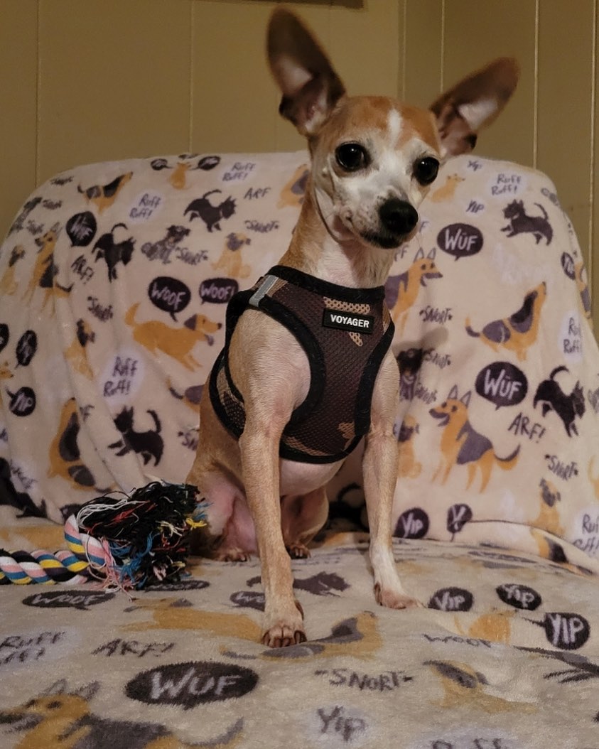 Ski, male
5 yrs old
Previously lived with a cat
<a target='_blank' href='https://www.instagram.com/explore/tags/chihuahuasofinstagram/'>#chihuahuasofinstagram</a> <a target='_blank' href='https://www.instagram.com/explore/tags/adoptme/'>#adoptme</a> <a target='_blank' href='https://www.instagram.com/explore/tags/rescuechihuahua/'>#rescuechihuahua</a> <a target='_blank' href='https://www.instagram.com/explore/tags/rishelterdogs/'>#rishelterdogs</a> <a target='_blank' href='https://www.instagram.com/explore/tags/fosteringsaveslives/'>#fosteringsaveslives</a>