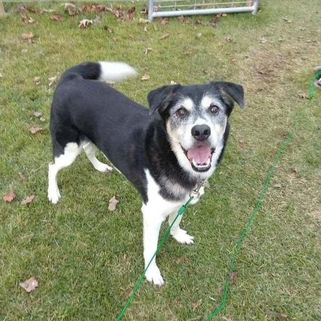 !!!Sweet Senior Banjo!!!
November is senior month and we have a beautiful super sweet older gent Banjo! Banjo is an 8 year old Border Collie/Husky mix. He's crate trained, walks well on a leash, loves people (especially kids), and gets along well with other dogs. He's the perfect combination of energy and mellow. He enjoys going on walks and keeps a good pace for exercising, but also loves just relaxing next to you and being pet. Banjo loves nothing more than being brushed and getting back scratches. He's very food motivated and loves eating treats as rewards for good behavior. He would make a fantastic companion for someone who wants the love and companionship of a dog, without the high needs of a puppy. Banjo would love to be your new addition! dirtroaddoggiesrescue.org