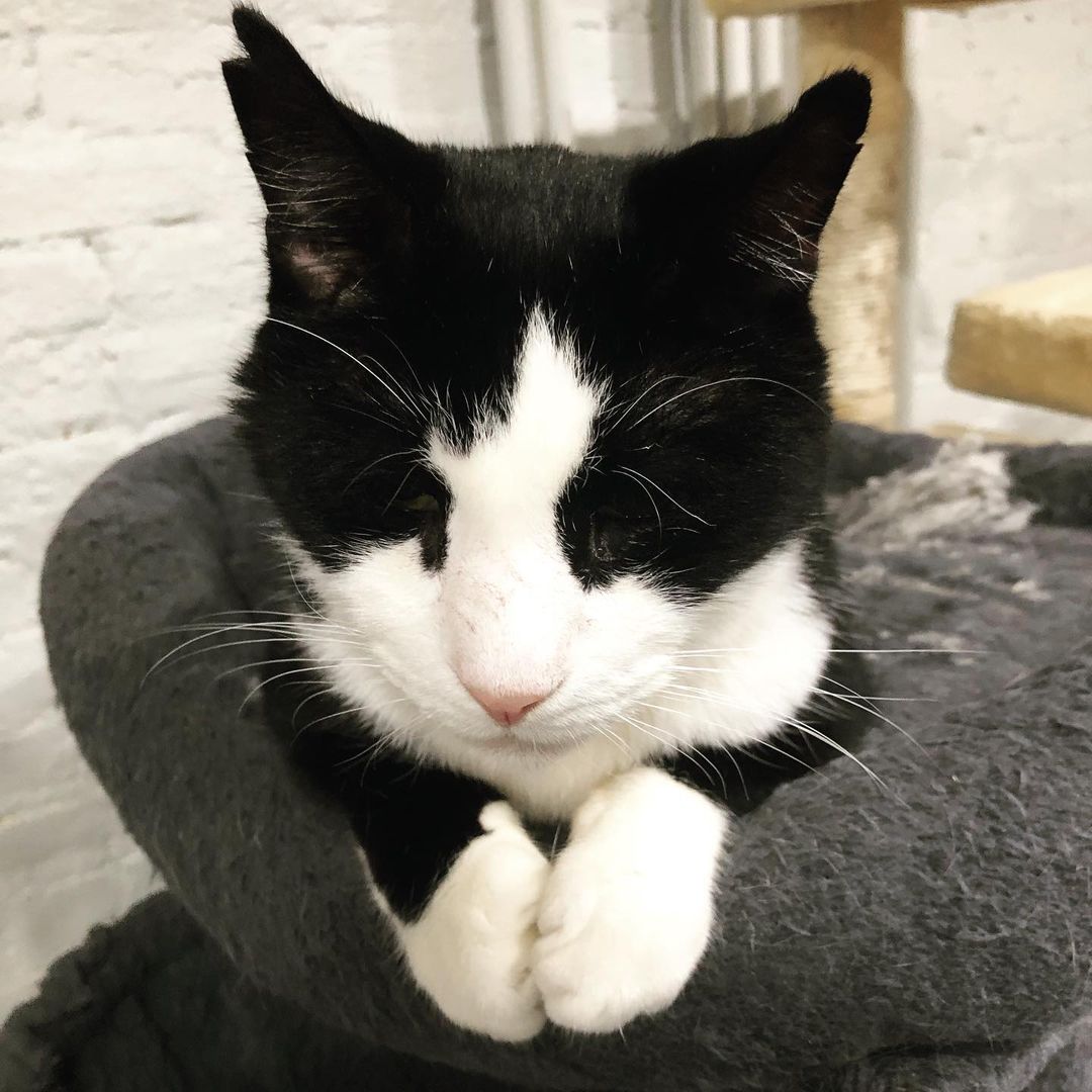 Happy Wednesday! Harry is looking quite contemplative in the first photo. He is another one of our senior cats who’s been at Ollie’s for way too long. He always looks spiffy in his tuxedo, and loves giving and receiving love. Visit him at Ollie’s Place: 🕦 Weekdays 5:30-8pm, Weekends 12-5pm <a target='_blank' href='https://www.instagram.com/explore/tags/adoptseniorpets/'>#adoptseniorpets</a>