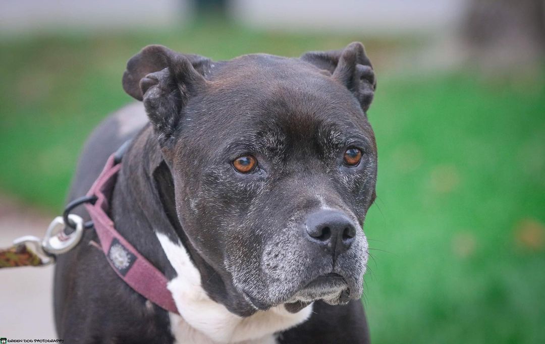 Unless you are looking for a senior gentleman with perfect manners who is good with dogs, cats, and kids …. Just keep scrolling.  But if you happen to be into amazing dogs, Franklin will be at Raise the Woof on Friday and would love to get some booty scratches from you while you support amazing dogs like him!  Join us at @sectionlive or just go ahead and apply to adopt this guy now!  You can find out more about him and buy Raise the Woof tickets at the link in our bio! 

<a target='_blank' href='https://www.instagram.com/explore/tags/adoptaseniordog/'>#adoptaseniordog</a> <a target='_blank' href='https://www.instagram.com/explore/tags/adoptaseniorpetmonth/'>#adoptaseniorpetmonth</a> <a target='_blank' href='https://www.instagram.com/explore/tags/raisethewoof/'>#raisethewoof</a> <a target='_blank' href='https://www.instagram.com/explore/tags/untiltherearenone/'>#untiltherearenone</a>