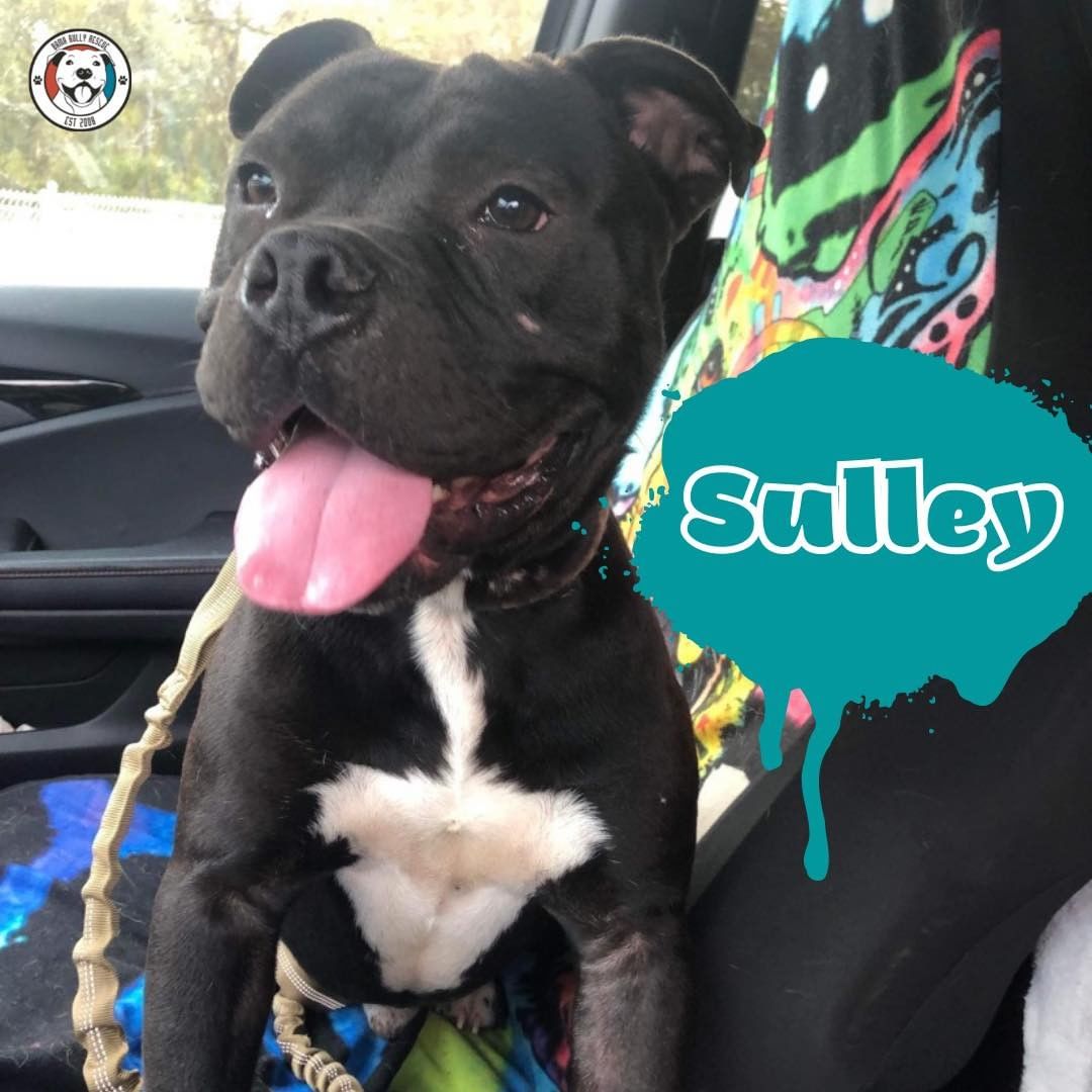 That’s the face of a dog that’s happy to be out of the shelter! 😃 Welcome to the fam, Sulley! Stay tuned for updates on this chonky boy! 💙💚💙