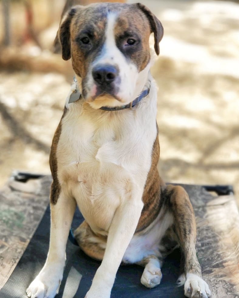 Ryder is: crate trained ✅ great in public ✅ dog friendly ✅ loves people ✅ potty trained ✅ treadmill trained ✅ leash trained ✅  Now all he needs is a forever home! Apply to adopt Ryder, the link is in our bio!