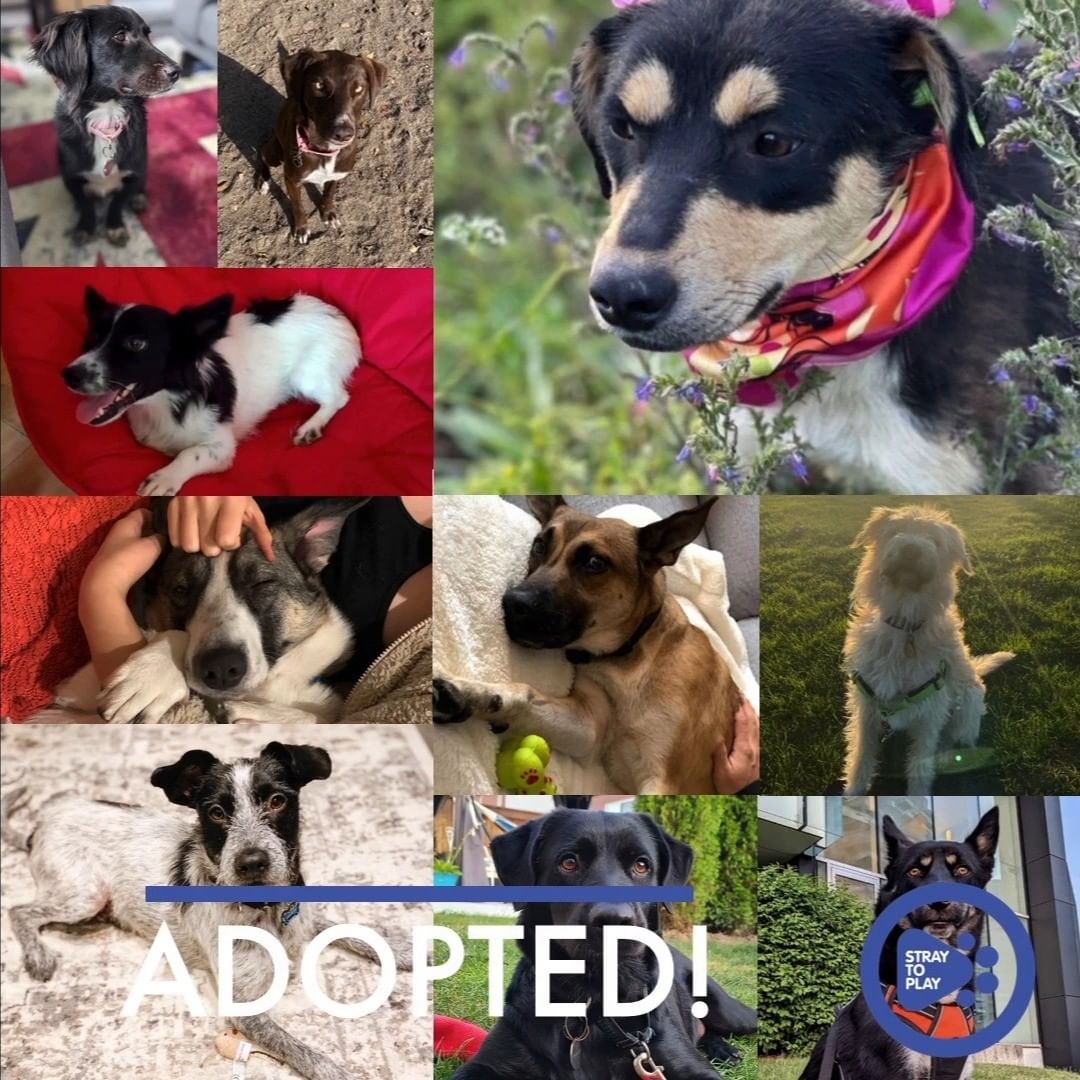 10 dogs found their furever home this past spook-tacular month! We are so proud of all the progress that these pups have made, and can't wait to see them continue to grow. Congratulations to Bob (now Kiko), George, Jax, Lili (now Billie), Lizzy, Max, Night, Stella, Toby and Tod as well as all their lucky families! ❤️

If you are looking for the perfect companion for your family, we rely on our fosters and adopters to bring more dogs to Canada and give them the chance at a happy life. Apply today through the linktree in our bio! And please DM us if you have any questions!
.
.
.
.
.
<a target='_blank' href='https://www.instagram.com/explore/tags/adoptdontshop/'>#adoptdontshop</a> <a target='_blank' href='https://www.instagram.com/explore/tags/adopted/'>#adopted</a> <a target='_blank' href='https://www.instagram.com/explore/tags/rescuedogs/'>#rescuedogs</a> <a target='_blank' href='https://www.instagram.com/explore/tags/rescuedogsofinstagram/'>#rescuedogsofinstagram</a> <a target='_blank' href='https://www.instagram.com/explore/tags/straytoplay/'>#straytoplay</a> <a target='_blank' href='https://www.instagram.com/explore/tags/fureverhome/'>#fureverhome</a>