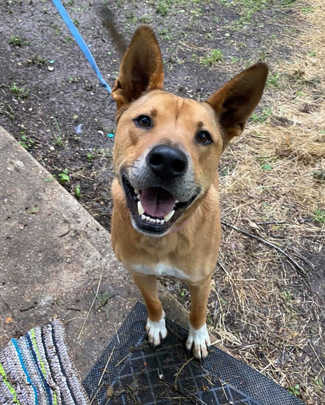 😘 I bet you are asking yourself who this handsome happy boy is. Meet Sebastian! Sebastian was rescued along with 3 other dogs when their owner passed away. Honeybun and Leah FKA Luna have already found great forever homes, and we hope our sweet Nia will find one soon. Sebastian has completed treatment for heartworms and is ready for his turn. All the dogs that were rescued from this case have been very sweet, loving, AND know tricks! You can tell that they came from a loving home.  Please reach out if you want to bring this handsome, sweet guy home!  <a target='_blank' href='https://www.instagram.com/explore/tags/LAPdog/'>#LAPdog</a> <a target='_blank' href='https://www.instagram.com/explore/tags/HappyPup/'>#HappyPup</a> <a target='_blank' href='https://www.instagram.com/explore/tags/SmileForDays/'>#SmileForDays</a> <a target='_blank' href='https://www.instagram.com/explore/tags/HandsomeDog/'>#HandsomeDog</a> <a target='_blank' href='https://www.instagram.com/explore/tags/FosterhomesSAVElives/'>#FosterhomesSAVElives</a> 

Adopt Sebastian here. 💕
https://www.laprescue.org/adoption-app-.html