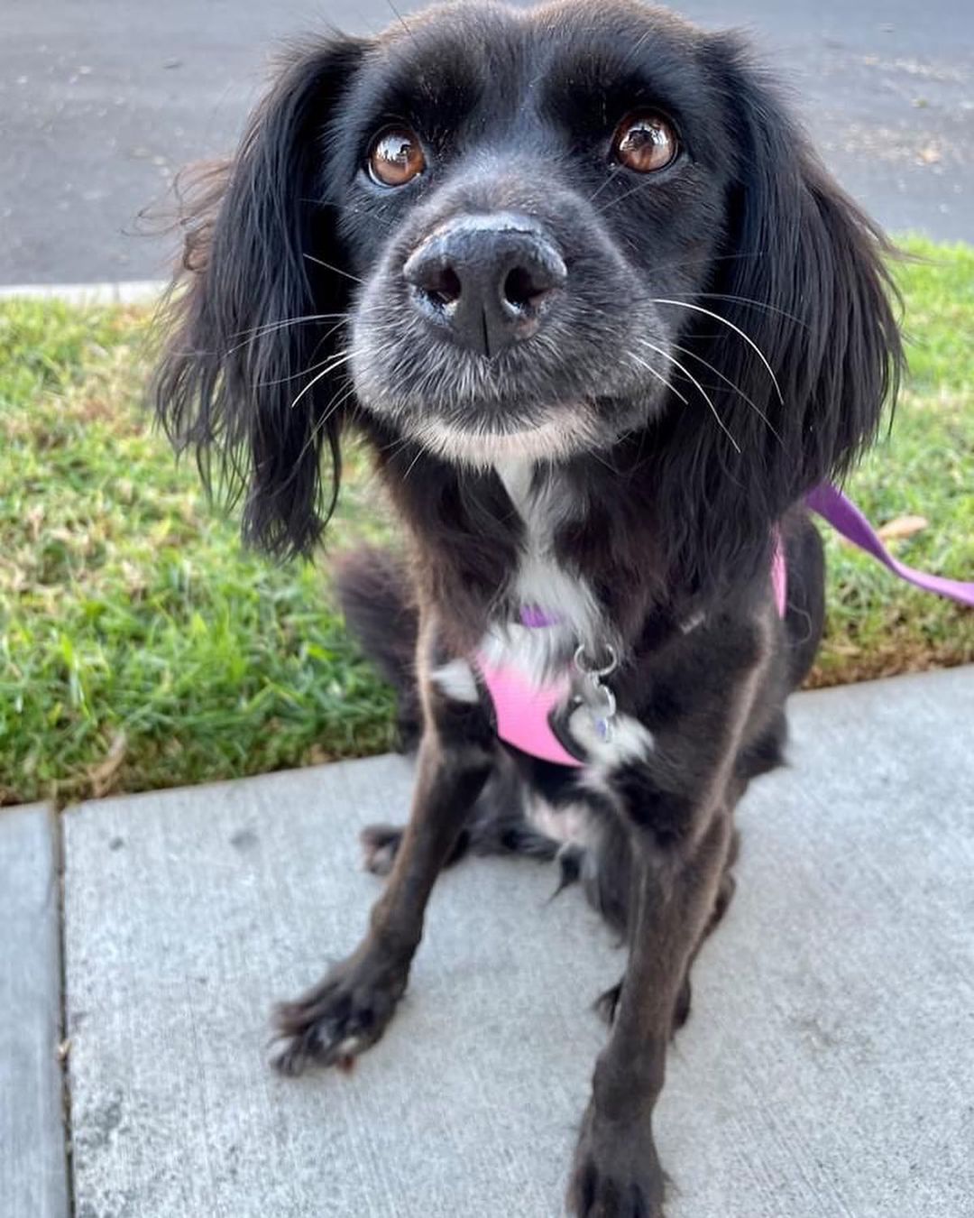 Who is ready to fall in love . . . with the lovely and beautiful Lanie!

Lanie is one of our recent @freedom_flight_rescue doggies that just arrived recently from South Korea.  She is a super cute spaniel mix and has the sweetest personality ever. 
 
Lanie had been rescued after she was left abandoned outdoors tied up on a chain with a dog house (the property was vacant, after her former owner passed away). Neighbors had been feeding her until our rescue partners were contacted and asked to save her. 

Lanie walks funny on her rear legs and x-rays revealed that she has some very old fractures that healed incorrectly.  We had a surgical consult but the surgeon said it is better to not try to cut the bone and remodel it with pins/wires.  Lanie is walking and can go up and down stairs. 

We had a physical therapy consult as well for Lanie and the physical therapist says that just some slow controlled leash walking will help Lanie to build up muscle.  She may need some pain management and joint support like a dog with arthritis would need.  Per the physical therapist's recommendations, we are going to order some Adequan for Lanie. 

The gah-gah-gorgeous Lanie is currently accepting adoption applications at: 

CampCocker.com/adoptionprocess

Check out her bio here:

CampCocker.com/lanie 

We have lots of cute and nice doggies looking for homes!  Check out the rest of our adopted dogs on our website as well.

Spread the word!

<a target='_blank' href='https://www.instagram.com/explore/tags/CompassionHasNoBorders/'>#CompassionHasNoBorders</a> ❤️

<a target='_blank' href='https://www.instagram.com/explore/tags/SaveADogChangeTheWorld/'>#SaveADogChangeTheWorld</a> 🌎

<a target='_blank' href='https://www.instagram.com/explore/tags/TeamLanie/'>#TeamLanie</a> 🐶
<a target='_blank' href='https://www.instagram.com/explore/tags/freedomflightrescue/'>#freedomflightrescue</a> <a target='_blank' href='https://www.instagram.com/explore/tags/campcockerrescue/'>#campcockerrescue</a> <a target='_blank' href='https://www.instagram.com/explore/tags/cockerspanielclub/'>#cockerspanielclub</a> <a target='_blank' href='https://www.instagram.com/explore/tags/cockerspaniels/'>#cockerspaniels</a> <a target='_blank' href='https://www.instagram.com/explore/tags/cockerspanielsofig/'>#cockerspanielsofig</a> <a target='_blank' href='https://www.instagram.com/explore/tags/cockerspanielcuties/'>#cockerspanielcuties</a> <a target='_blank' href='https://www.instagram.com/explore/tags/cockerspaniellove/'>#cockerspaniellove</a> <a target='_blank' href='https://www.instagram.com/explore/tags/cockerspaniellovers/'>#cockerspaniellovers</a> <a target='_blank' href='https://www.instagram.com/explore/tags/cockerspanielmoments/'>#cockerspanielmoments</a> <a target='_blank' href='https://www.instagram.com/explore/tags/cockerspanielnetwork/'>#cockerspanielnetwork</a> <a target='_blank' href='https://www.instagram.com/explore/tags/cockerspanielofinstagram/'>#cockerspanielofinstagram</a> <a target='_blank' href='https://www.instagram.com/explore/tags/cockerspanieloftheday/'>#cockerspanieloftheday</a> <a target='_blank' href='https://www.instagram.com/explore/tags/cockerspanielpuppies/'>#cockerspanielpuppies</a> <a target='_blank' href='https://www.instagram.com/explore/tags/cockerspaniel/'>#cockerspaniel</a> <a target='_blank' href='https://www.instagram.com/explore/tags/cockerspanielpuppy/'>#cockerspanielpuppy</a> <a target='_blank' href='https://www.instagram.com/explore/tags/cockerspanielsofinsta/'>#cockerspanielsofinsta</a>