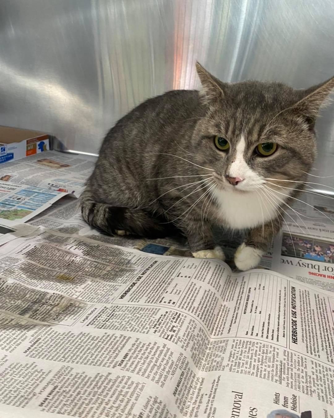 Make cat found on Rimmon and Dubuque st. Call us at 603-628-3544 if you know who this cat belongs to.