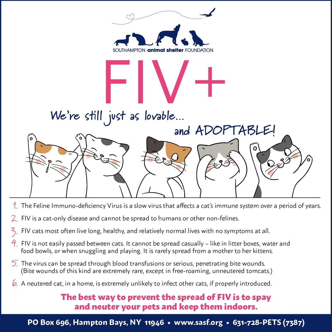 This <a target='_blank' href='https://www.instagram.com/explore/tags/EducationalThursday/'>#EducationalThursday</a>, remember that FIV+ kitties are still just as lovable and adaptable! Check out our flyer for 6 facts about FIV.⁠
⁠
⁠
⁠
⁠
⁠
⁠
.⠀⠀⠀⠀⁠⁠
.⁠⠀⠀⠀⠀⠀⠀⠀⠀⠀⁠⁠
.⁠⠀⠀⠀⠀⠀⠀⠀⠀⠀⁠⁠
.⁠⠀⠀⠀⠀⠀⠀⠀⠀⠀⁠⁠
.⁠⠀⠀⠀⠀⠀⠀⠀⠀⠀⁠⁠
.⁠⠀⠀⠀⠀⠀⠀⠀⠀⠀⁠⁠
.⁠⠀⠀⠀⠀⠀⠀⠀⠀⠀⁠⁠
<a target='_blank' href='https://www.instagram.com/explore/tags/adoptdontshop/'>#adoptdontshop</a> <a target='_blank' href='https://www.instagram.com/explore/tags/adopt/'>#adopt</a> <a target='_blank' href='https://www.instagram.com/explore/tags/foster/'>#foster</a> <a target='_blank' href='https://www.instagram.com/explore/tags/rescue/'>#rescue</a> <a target='_blank' href='https://www.instagram.com/explore/tags/adoption/'>#adoption</a> <a target='_blank' href='https://www.instagram.com/explore/tags/happytail/'>#happytail</a> <a target='_blank' href='https://www.instagram.com/explore/tags/happytails/'>#happytails</a> <a target='_blank' href='https://www.instagram.com/explore/tags/rescuedog/'>#rescuedog</a> <a target='_blank' href='https://www.instagram.com/explore/tags/rescuedogs/'>#rescuedogs</a> <a target='_blank' href='https://www.instagram.com/explore/tags/rescuedogsofinstagram/'>#rescuedogsofinstagram</a> <a target='_blank' href='https://www.instagram.com/explore/tags/rescuedogsofli/'>#rescuedogsofli</a> <a target='_blank' href='https://www.instagram.com/explore/tags/rescuedogsoflongisland/'>#rescuedogsoflongisland</a> <a target='_blank' href='https://www.instagram.com/explore/tags/longislandrescuedogs/'>#longislandrescuedogs</a> <a target='_blank' href='https://www.instagram.com/explore/tags/rescuecat/'>#rescuecat</a> <a target='_blank' href='https://www.instagram.com/explore/tags/rescuecats/'>#rescuecats</a> <a target='_blank' href='https://www.instagram.com/explore/tags/rescuecatsoflongisland/'>#rescuecatsoflongisland</a> <a target='_blank' href='https://www.instagram.com/explore/tags/rescuecatsofinstagram/'>#rescuecatsofinstagram</a> <a target='_blank' href='https://www.instagram.com/explore/tags/meow/'>#meow</a> <a target='_blank' href='https://www.instagram.com/explore/tags/rescuepet/'>#rescuepet</a> <a target='_blank' href='https://www.instagram.com/explore/tags/rescuepets/'>#rescuepets</a> <a target='_blank' href='https://www.instagram.com/explore/tags/rescuepetsofinstagram/'>#rescuepetsofinstagram</a> <a target='_blank' href='https://www.instagram.com/explore/tags/rescuepetsoflongisland/'>#rescuepetsoflongisland</a> <a target='_blank' href='https://www.instagram.com/explore/tags/rescuepetsofli/'>#rescuepetsofli</a> <a target='_blank' href='https://www.instagram.com/explore/tags/instapet/'>#instapet</a> <a target='_blank' href='https://www.instagram.com/explore/tags/instacute/'>#instacute</a> <a target='_blank' href='https://www.instagram.com/explore/tags/instagood/'>#instagood</a> <a target='_blank' href='https://www.instagram.com/explore/tags/instadog/'>#instadog</a> <a target='_blank' href='https://www.instagram.com/explore/tags/instacat/'>#instacat</a> <a target='_blank' href='https://www.instagram.com/explore/tags/petstagram/'>#petstagram</a>