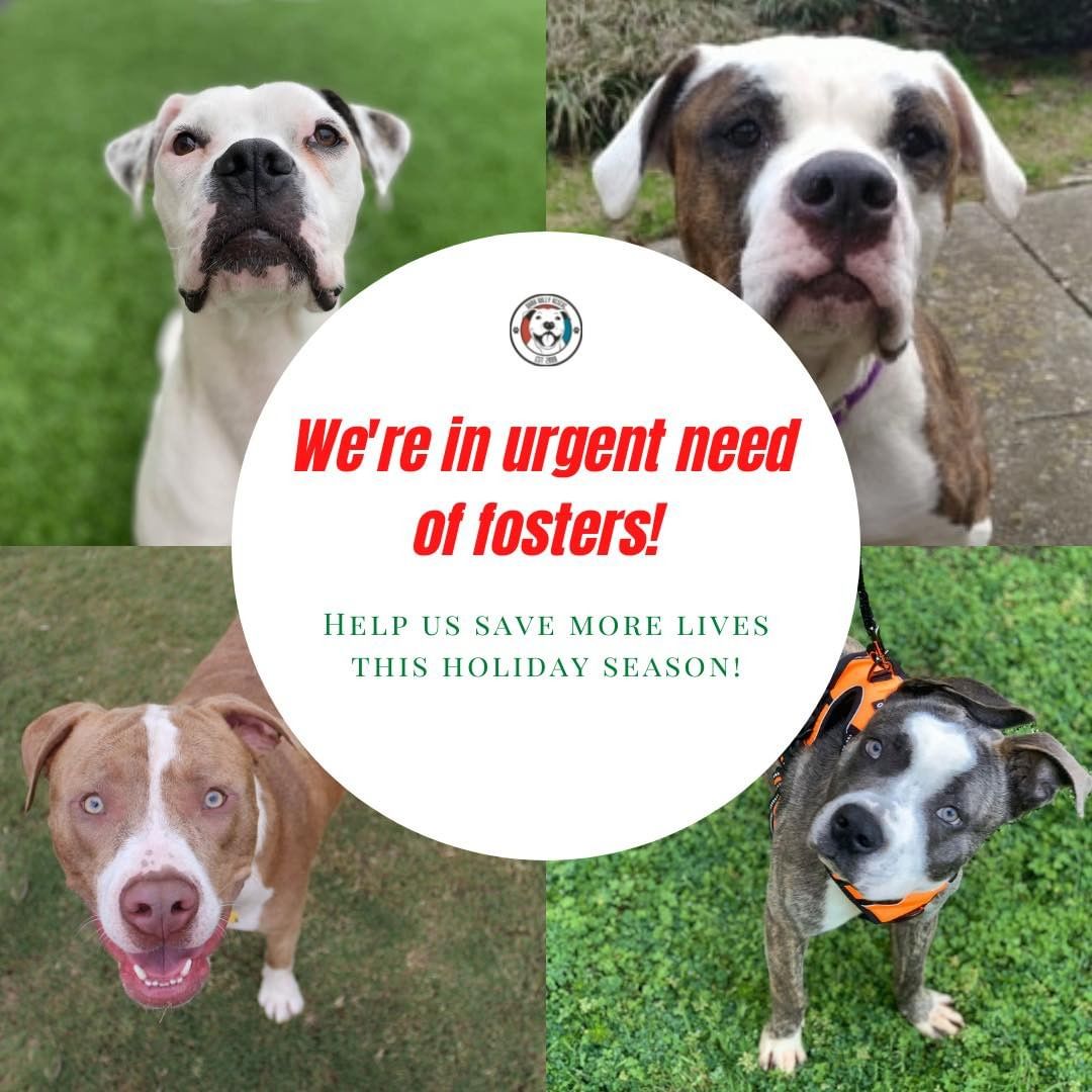 We haven’t had any new foster apps in quite awhile. 😔 Most of our current fosters have had a dog or multiple for a few years straight. Give them a little help and maybe break and apply to foster today! 🤩 You could save a sweet face like some of these here. We’ll personally match a dog to your family’s needs! 💚❤️