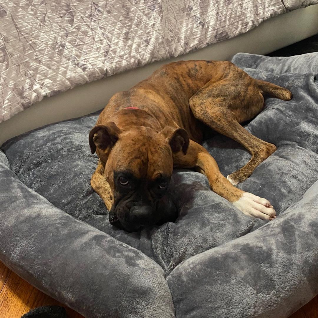 MEET JOHNNY!!!!💙
This sweet 2 year old Boxer is basically the perfect companion. If you’re looking for a balance between fun and snuggles, look no further!
From his foster mom:
“Johnny is the sweetest boxer you will ever meet! He loves (in no particular order), long walks, saying hello to every person & dog, cuddling in your lap, and playing 24/7! 

The perfect family for him would be either a very active individual or a family with a lot of yard space for him to run! 
Johnny loves all dogs and children, but isn't the biggest fan of cats. 

He is housebroken, crate trained, leash trained, and already knows some simple tricks (like sit & paw!). He loves all toys, but especially loves squeak toys. He also enjoys all treats and has been eating Acana Freshwater Fish Recipe. 
He is an extremely active dog, but also loves a good cuddle session. 

His personality is EXTREMELY loving and goofy! He is all around a great dog and would be an amazing addition to just about any household!

INTERESTED IN ADOPTING?
To adopt Johnny apply on our website www.truenorthrescue.org/adopt and email adopt.truenorthrescue@gmail.com to follow up on your application