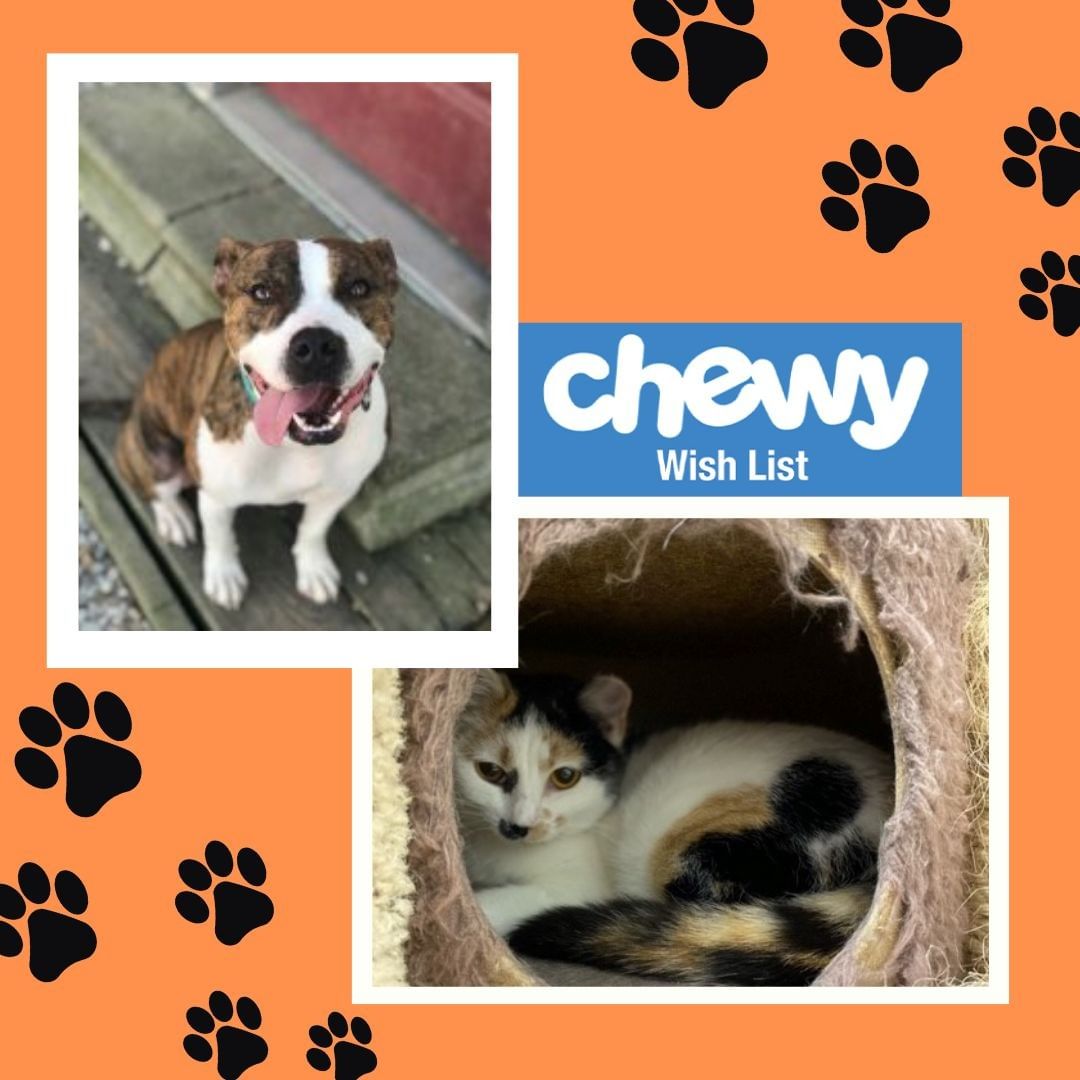 Happy <a target='_blank' href='https://www.instagram.com/explore/tags/WishListWednesday/'>#WishListWednesday</a> ! 

If you would like to help donate items to our shelter, here is our chewy wishlist: https://www.chewy.com/g/centralia-humane-society_b71440934

The items we need most are marked as 