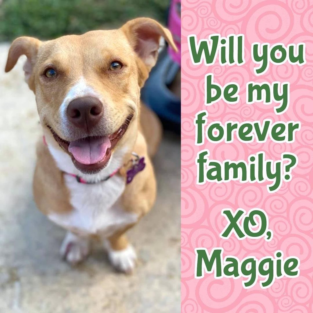 Meet Miss Maggie! This adorable low-rider with an infectious smile will steal your heart. She is around two years old and a medium-size mystery mix. Maggie would do best as the only pet and really loves having a yard to do her zoomies. Click for more info and please share to help Maggie find her forever home! 🐾🏡 

https://www.adoptapet.com/pet/32901236-rancho-santa-margarita-california-beagle-mix