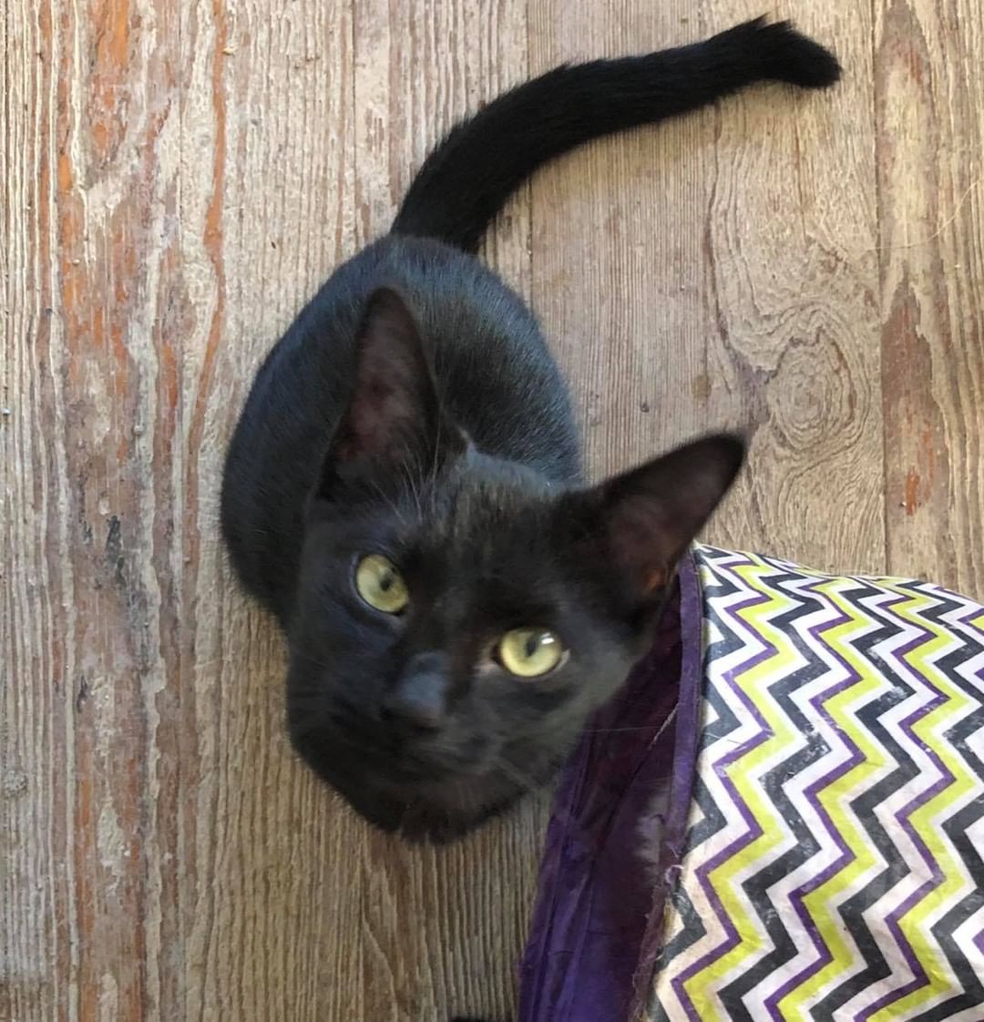 Our eleventh black kitty for November is Jubilee! This precious girl was rescued with her brother as babies and brought to the shelter. She is super sweet and ready for a loving home of her own! Jubilee is 5 months old, spayed, FIV/FELV negative and up to date on vaccines. To put in an application click on the link below.

https://www.sbanimalrescue.org/adopt