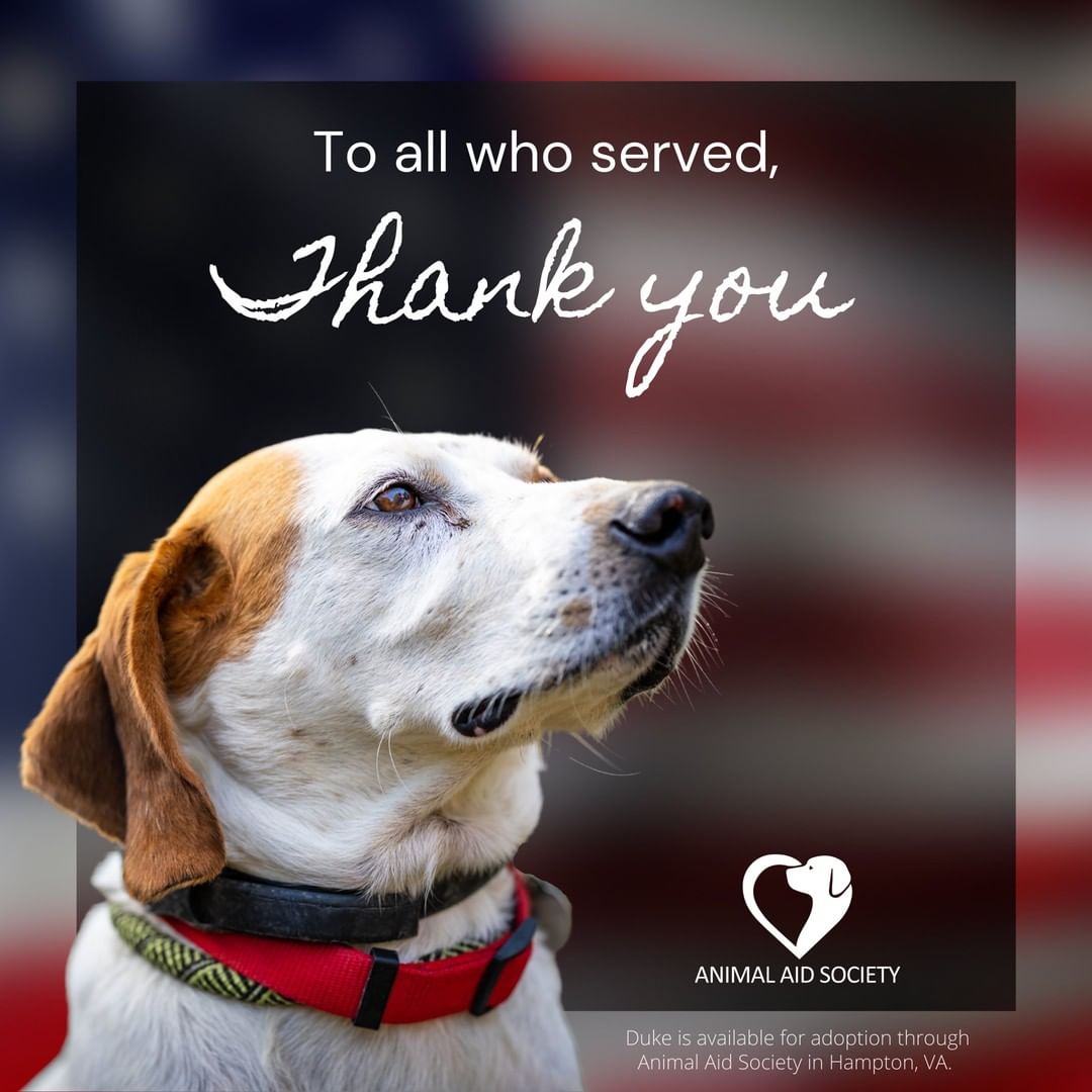 This Veterans Day we pause and offer our most heartfelt thank you to all who have served our country! Your courage, strength, and sacrifice are inspirational and we are so grateful to you for our freedom! 🇺🇸❤️
·
·
·
·
·
·
·
·
·
If you are interested in learning more about Duke (pictured) or any of our other adorable, adoptable pups, visit bit.ly/igadoptaas (clickable link in bio)! 🐾

<a target='_blank' href='https://www.instagram.com/explore/tags/veteransday/'>#veteransday</a> <a target='_blank' href='https://www.instagram.com/explore/tags/thankyou/'>#thankyou</a> <a target='_blank' href='https://www.instagram.com/explore/tags/service/'>#service</a> <a target='_blank' href='https://www.instagram.com/explore/tags/grateful/'>#grateful</a> <a target='_blank' href='https://www.instagram.com/explore/tags/freedom/'>#freedom</a>