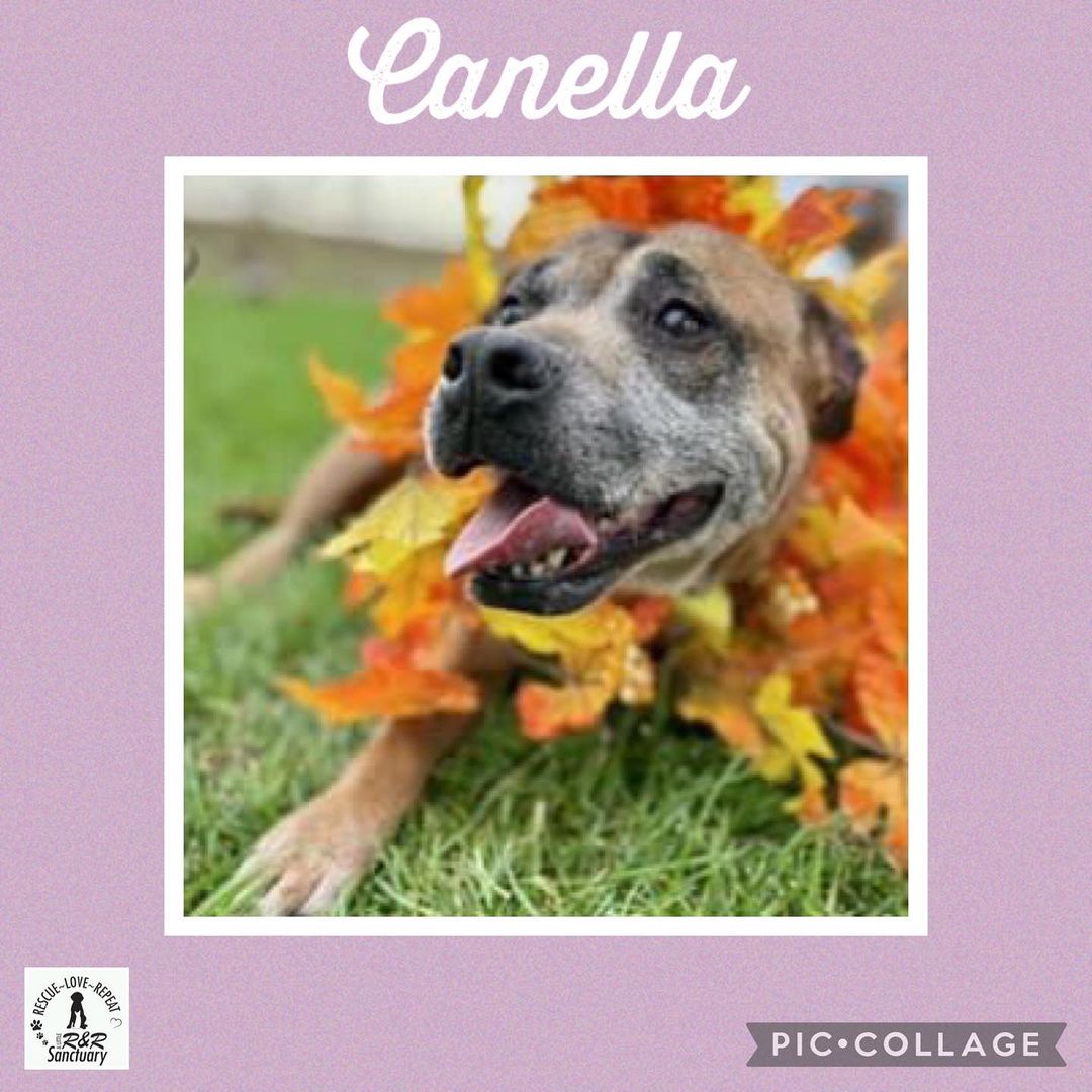 Did you know November is adopt a senior month, well Cinnamon and Canela are bonded senior pair who really could use a forever home they have been so patient and waiting with their fosters but they want to settle in their forever home. DM for details or use a link in our bio to submit an adoption application. <a target='_blank' href='https://www.instagram.com/explore/tags/adoptasenior/'>#adoptasenior</a> <a target='_blank' href='https://www.instagram.com/explore/tags/adoptaseniordog/'>#adoptaseniordog</a> <a target='_blank' href='https://www.instagram.com/explore/tags/adoptaseniorpetmonth/'>#adoptaseniorpetmonth</a> <a target='_blank' href='https://www.instagram.com/explore/tags/asoptaseniorpet/'>#asoptaseniorpet</a>