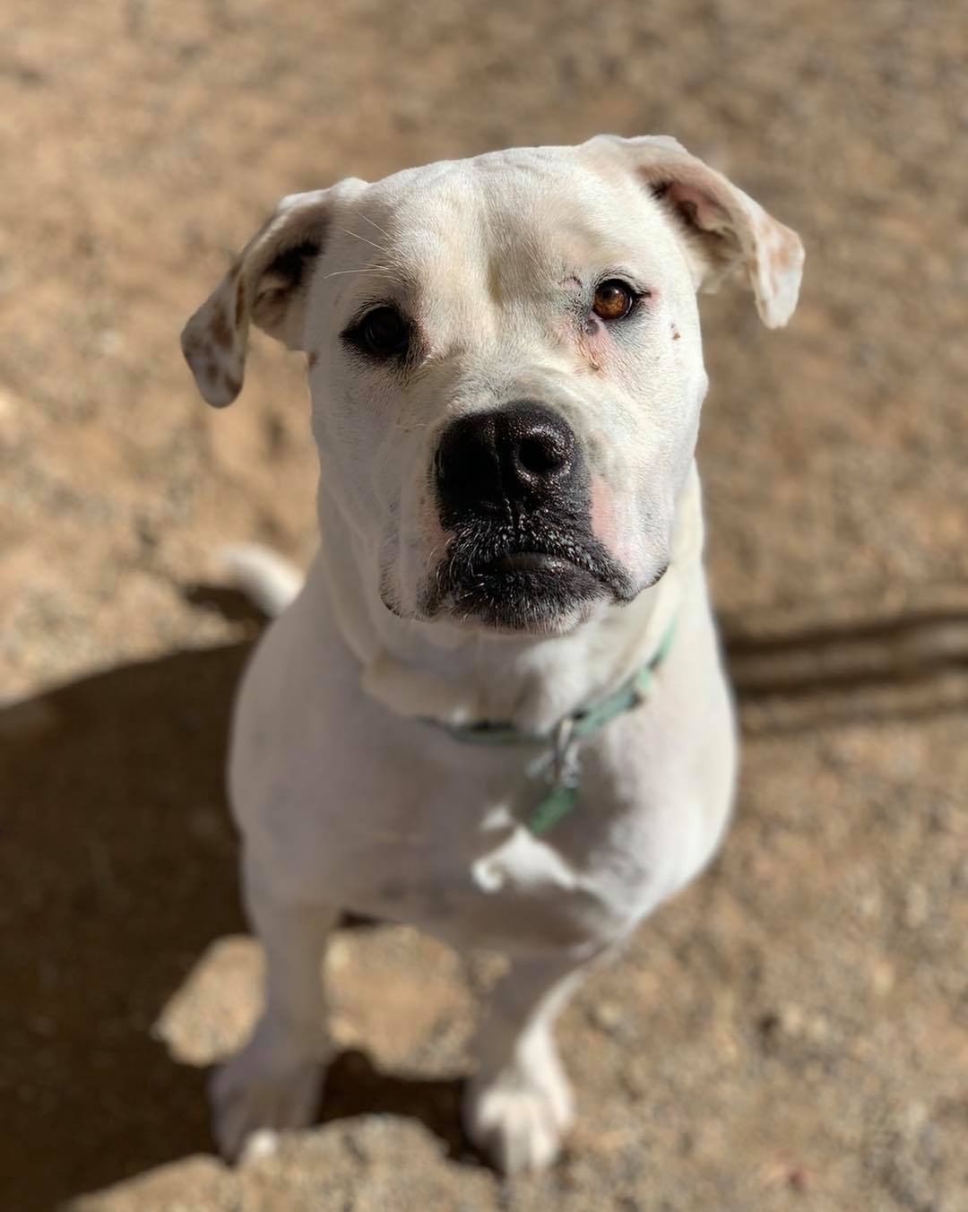 Have you met Angelica? This wonderful 1.5 year old is filled with love and has been patiently waiting to find her home.

Angelica loves going on daily walks, playing with her stuffies, snuggling and hanging out with her doggie friends 🐶 Although this cutie can be quite shy and hesitant at first, with a little patience and kindness she comes around very quickly. Angelica would do best in a calmer home with an understanding family and with another dog. 

Been in search for a loyal companion who will make you laugh and feel extremely loved everyday? Look no further as Angelica is your girl! To apply to adopt, head to lpchumanesociety.org and we will schedule a time for you to meet this wonderful lady! 

<a target='_blank' href='https://www.instagram.com/explore/tags/lpchs/'>#lpchs</a> <a target='_blank' href='https://www.instagram.com/explore/tags/adopt/'>#adopt</a> <a target='_blank' href='https://www.instagram.com/explore/tags/pittie/'>#pittie</a> <a target='_blank' href='https://www.instagram.com/explore/tags/homefortheholidays/'>#homefortheholidays</a>