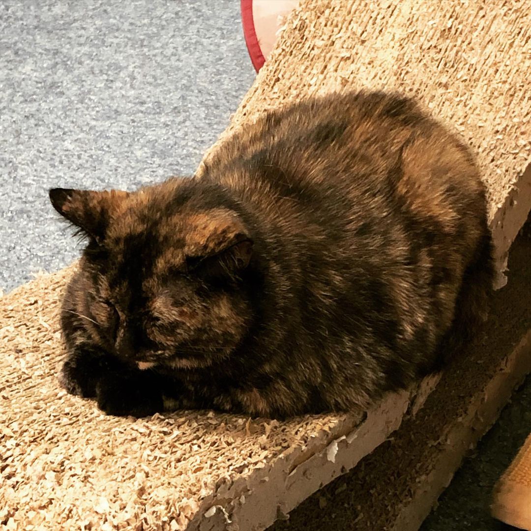 This is Sophie, a lovely senior tortie looking for a forever home 😻, She has a cloudy left eye so she can’t see out of it, but it doesn’t stop her from being super affectionate, she loves getting pets and likes to wiggle when receiving them 😹! Come visit her at Ollie’s Place: 🕦 weekdays 5:30-8pm, weekends 12-5pm <a target='_blank' href='https://www.instagram.com/explore/tags/adoptseniorpets/'>#adoptseniorpets</a>