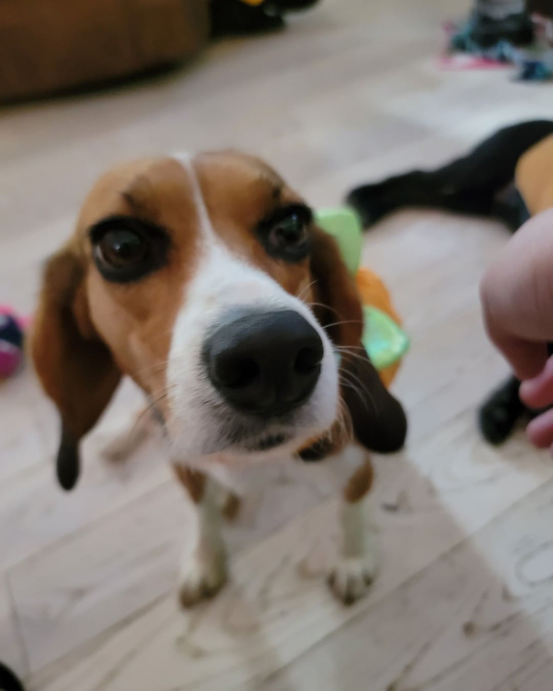 After 7 months with us this happy little beagle went to her furever home. Delilah came to us heartworm positive and with a broken pelvis. She has since healed and is doing amazing. Congrats baby girl and have an amazing life!
