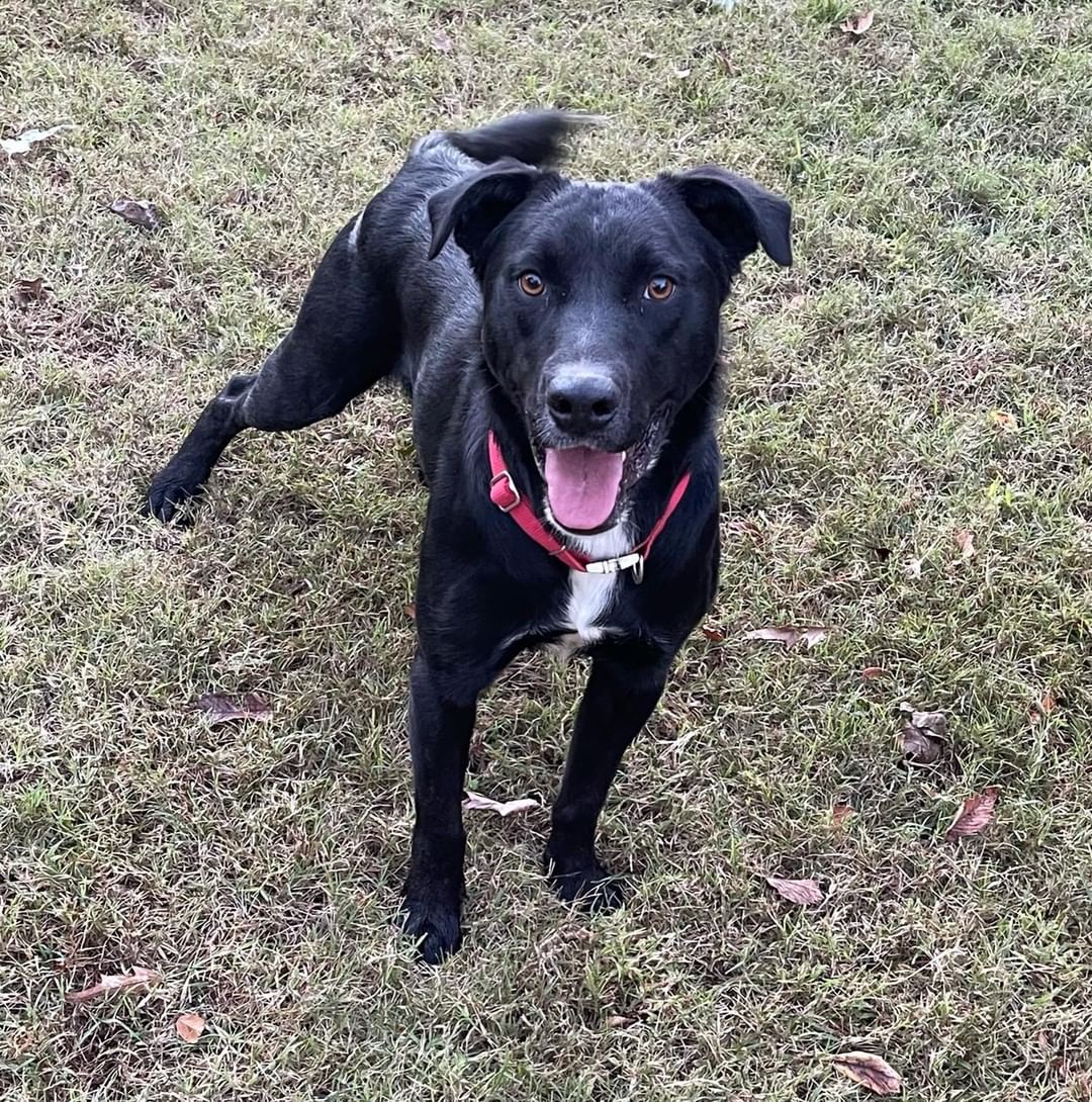 Andy’s coming!

…to Massachusetts next week. 🥳

Handsome Andy is about 2 years old, 60lbs, and his mom was a Labrador Retriever and his father a mixed breed, making him a Lab mix! 🧬 Prior to rescue Andy lived a life of neglect, spending his days in a small pen with only a rusty barrel for shelter. 💔 Now, he’s learning all about what life should be like and is ready for his next chapter! 📖 

Based on his personality, Andy could live with other dogs, confident cats, or kids 5+. ✅ His person/people should be up for fine tuning his indoor-living skills/manners as well as continuing his socialization. 

His foster says, 💬 “He hasn't had a good life so he's like a little sponge. He loves attention and love, treats, toys, and especially peanut butter. He can be a little shy around new dogs and people but wags his little tail nonstop. He is super smart and is learning manners. He's never had toys or much love but he is doing soooo well. Now that he is safe he is just a happy, happy, happy guy. Andy is so deserving and anyone who meets him will see how special he is.