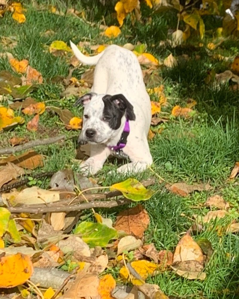 A few updated pictures of the puppies! There are two litters - 4 Heeler puppies and 2 Lab mixes. Please visit our website for more info on the puppies and a list of all our adoptable dogs! https://nwkare.org/educate-advocate-rehabilitate/rescue/