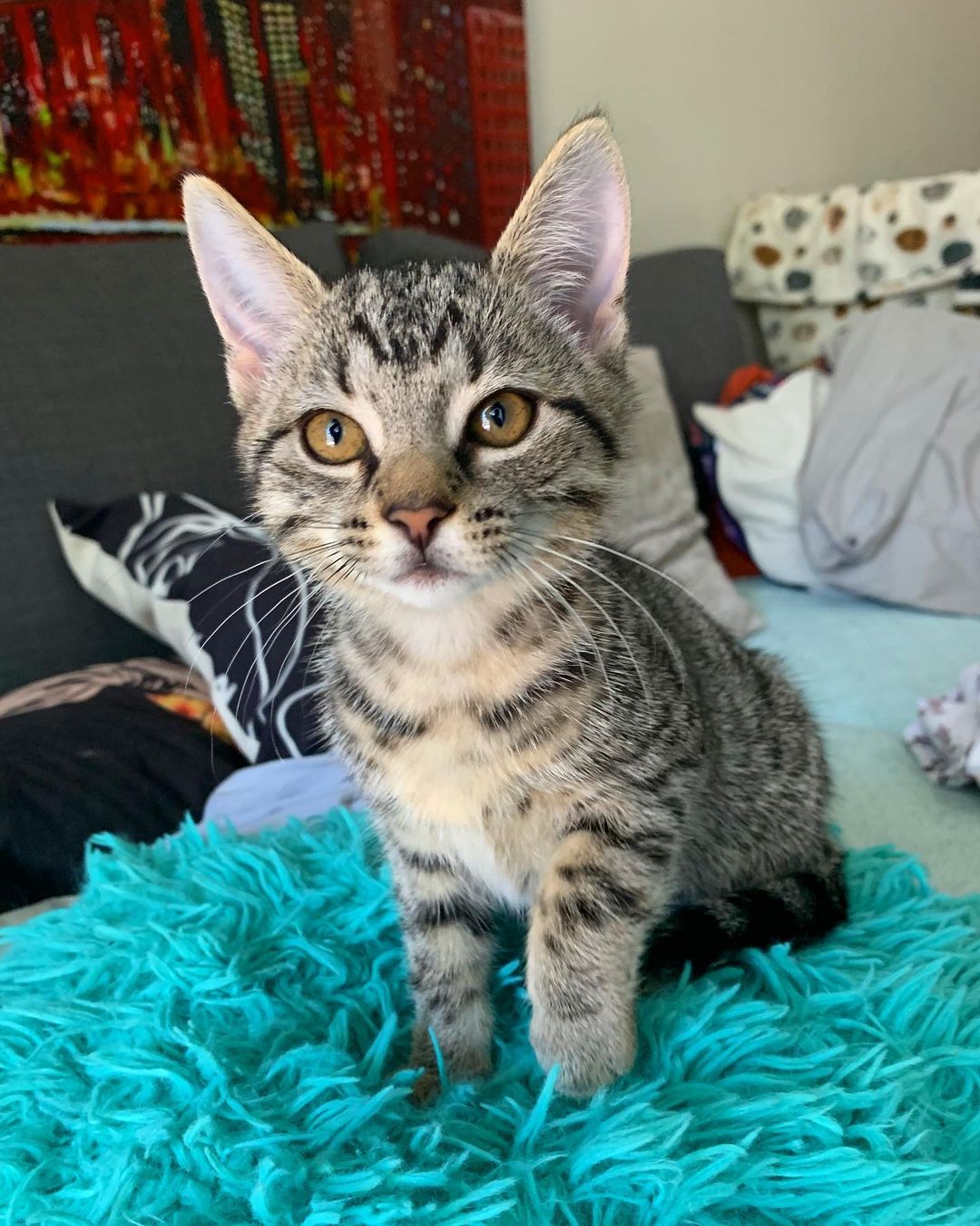 Miso is dog, cat, & kid friendly. She loves to spend her days cuddling and is a little purr monster! She has an amazing personality and will make an amazing addition to any loving home. Please apply to adopt Miso today ♥️