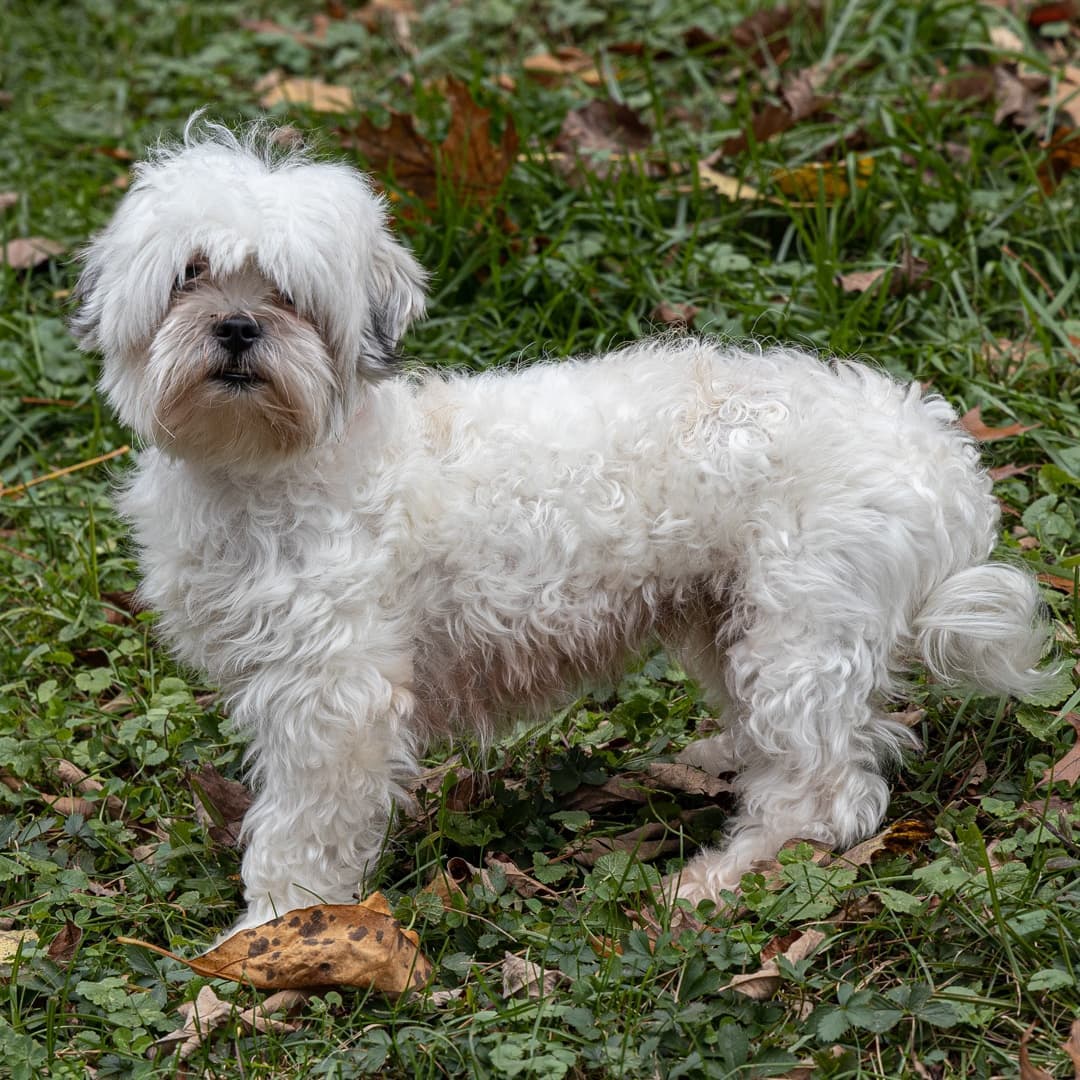 Meet Winter, a 2-year-old female Shih Tzu/mix who ended up at AWSOM through no fault of her own. If we find this sweet girl a loving home before the winter soltice we will change her name to Autumn. 
______________________________________
<a target='_blank' href='https://www.instagram.com/explore/tags/shihtzusofinstagram/'>#shihtzusofinstagram</a> <a target='_blank' href='https://www.instagram.com/explore/tags/shihtzulover/'>#shihtzulover</a>  <a target='_blank' href='https://www.instagram.com/explore/tags/adoptbeforewinter/'>#adoptbeforewinter</a>  <a target='_blank' href='https://www.instagram.com/explore/tags/sweetgirl/'>#sweetgirl</a>