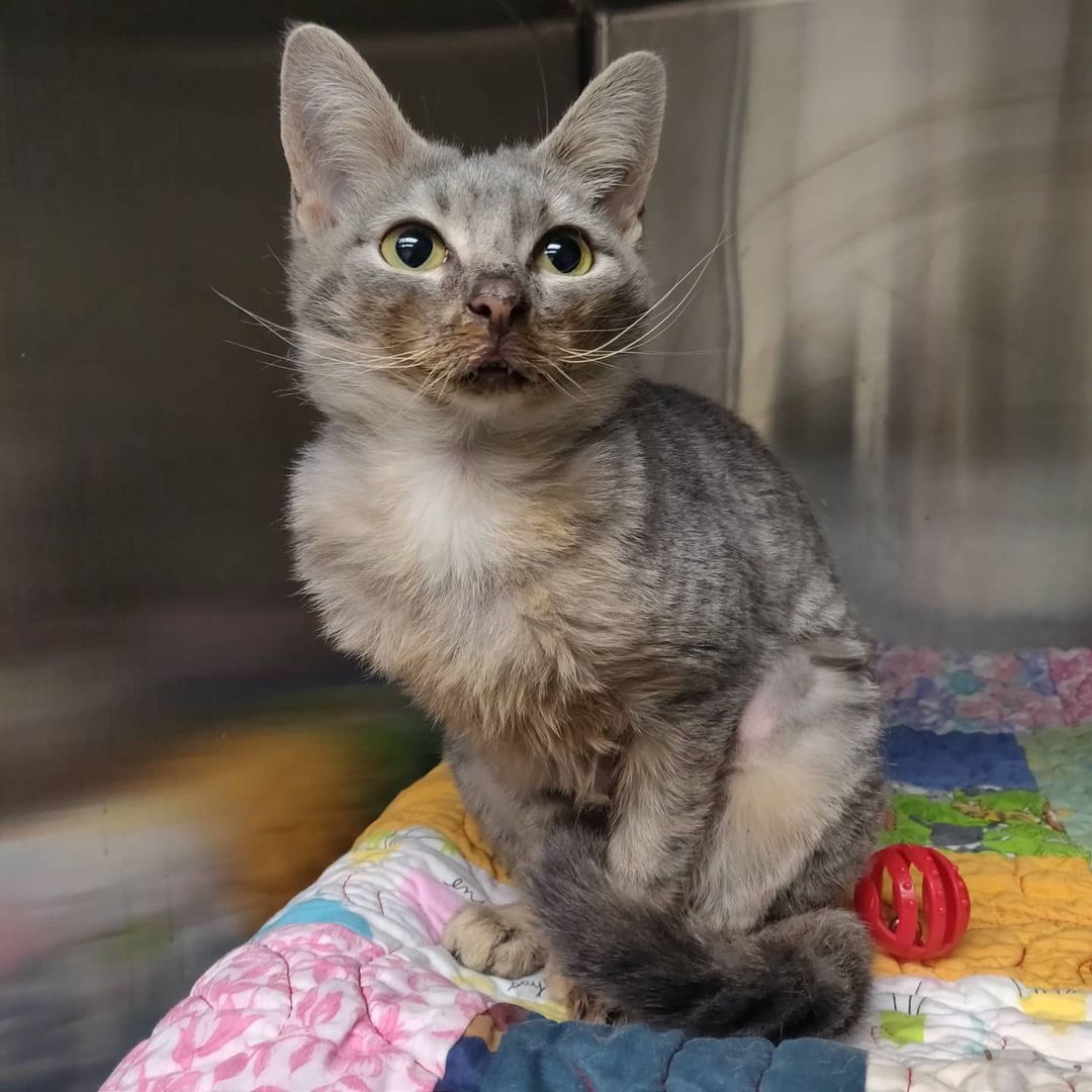 Grey is asking if she has anything on her face. 🍝🍕🥩 Should we tell her?! All jokes aside, with a face like this, and a larger than life personality, this kitty is destined to be the next feline Instagram star! ⭐

So, you're probably wondering... why the messy eater? Grey was born with malocclusion, or the misalignment of her teeth, causing her to have an overbite. This does not cause her any harm, and she has a hearty appetite! She simply requires a little face cleaning post-meal.

Grey was originally transferred in from @adoptable_dogs_of_vbac and has been waiting for a home since October.  Make sure you swipe ⬅️ to see her personality in action! ❤️