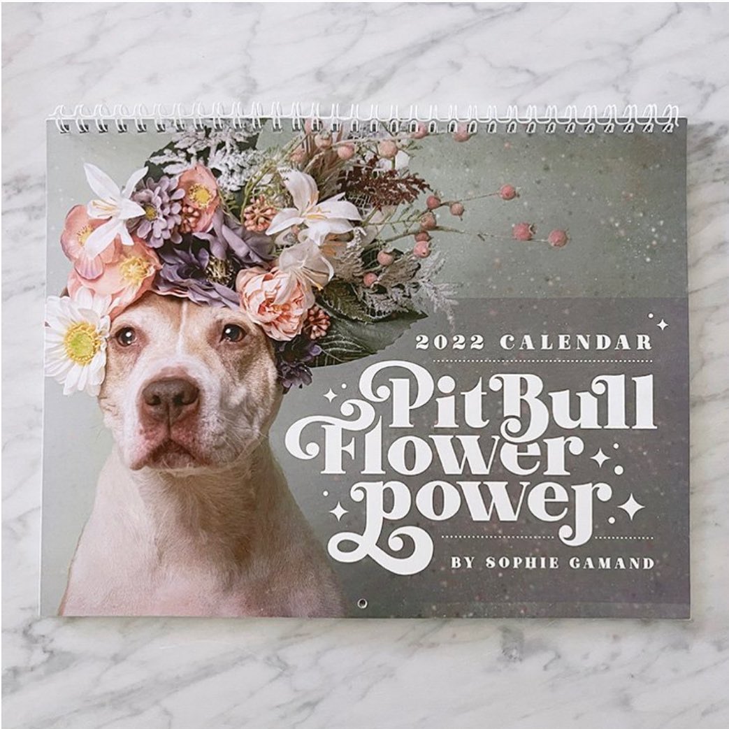 @reboundhounds very own BLOSSOM 🌸 is the cover girl of @sophiegamand ‘s 2022 <a target='_blank' href='https://www.instagram.com/explore/tags/pitbullflowerpower/'>#pitbullflowerpower</a> calendar! 
What an honor 🌟 

We can’t think of a better way to plan each day than by looking at these gorgeous pittie faces. Head to the link in @sophiegamand bio to purchase! ✨