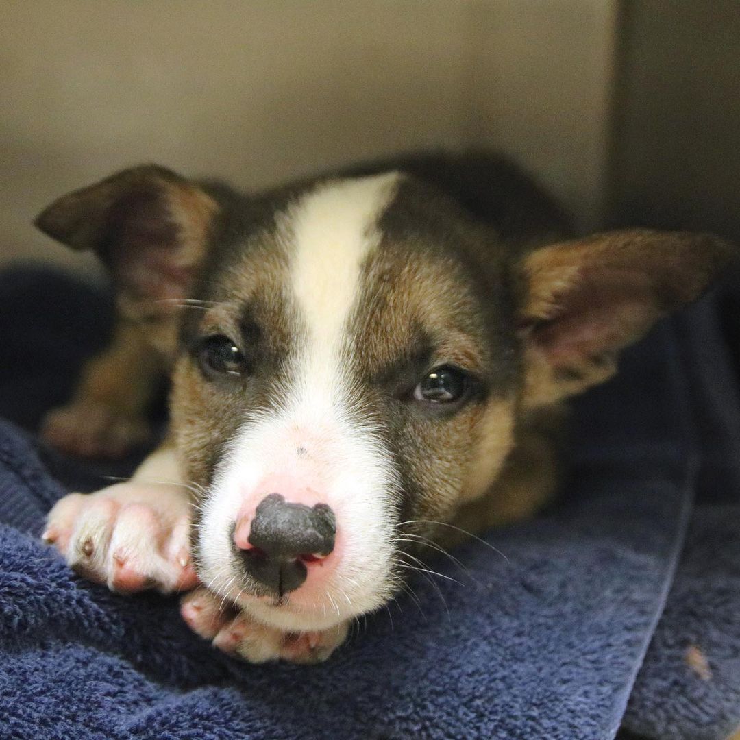 HELP NEEDED: As the weather changes and temperatures begin to drop, our Shelter Medicine Team is seeing a sharp incline in the number of puppies and kittens coming into our care with upper respiratory infections and even pneumonia.

Cases like these can be resistant to certain antibiotics, so in addition to ensuring each pet has the medication they need to get better, we often prescribe daily use of a nebulizer to help break up the congestion deep in their chests. 

With so many animals in foster and so many more sick animals coming in, we have completely run out of nebulizers. Could you please help us provide these little ones the top-quality care they deserve?

Click the link in our bio to order a nebulizer directly from our Amazon wish list.