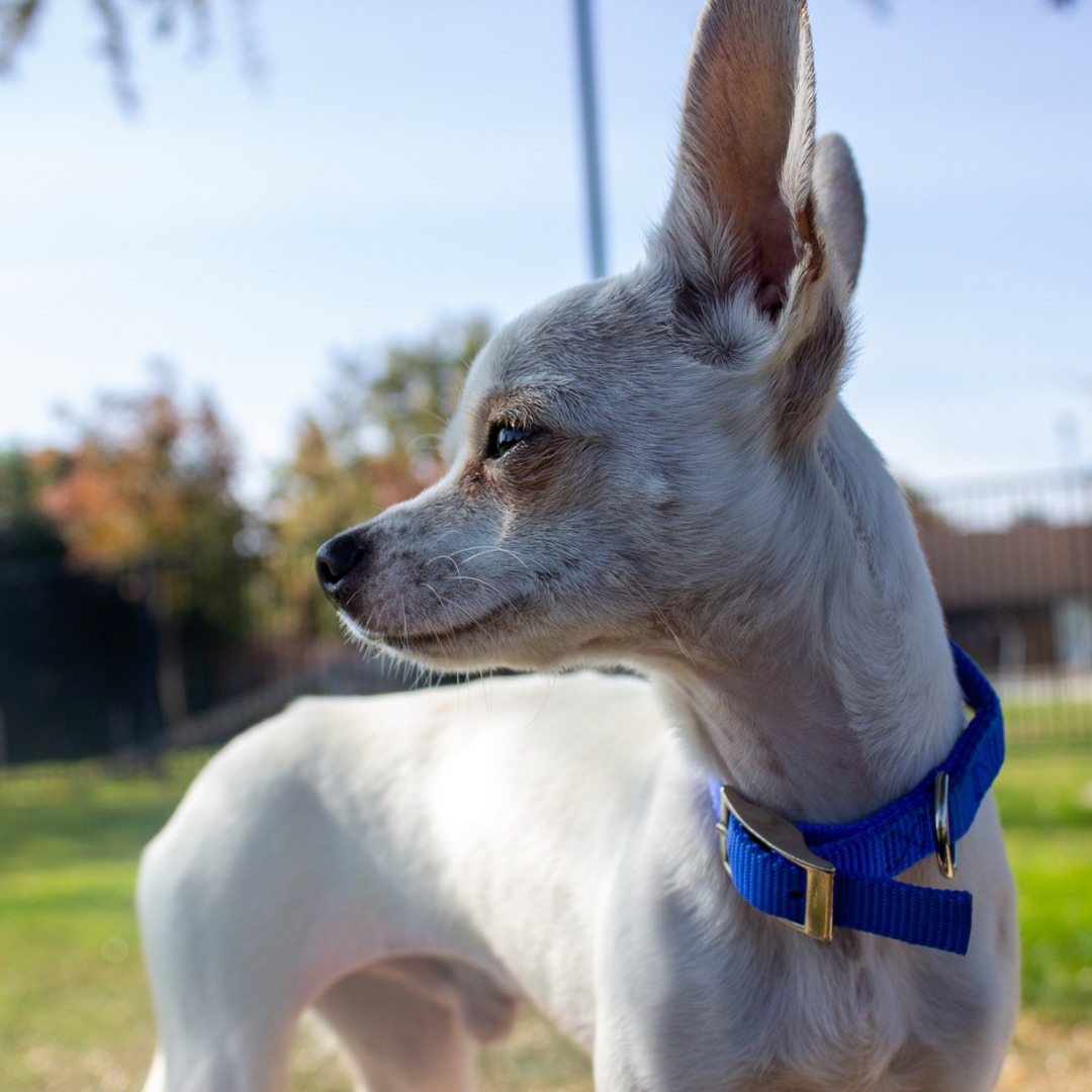 Monster is approximately 6 months old, so still very much a puppy. He was just featured on @centralvalleytoday. Unlike his name, he is a little cutie pie who loves being around people and receiving affection. He's great with other dogs, loves treats, and LOVES squeaky toys. He does get very lonely, so a home where someone can be around him frequently is ideal, or a home where he will have dog siblings to play with! Monster was originally found abandoned and tied to a trash can before he was rescued. He's been with us for only a few weeks but is super playful and curious about everything. If you'd like to adopt him, fill out our online adoption application form (link in bio) and an animal care associate will follow up with you shortly. Or, you can come meet Monster in person! Our dog adoption center is open seven days a week from 10 AM - 4:30 PM.

.
.
.
.
<a target='_blank' href='https://www.instagram.com/explore/tags/valleyanimalcenter/'>#valleyanimalcenter</a> <a target='_blank' href='https://www.instagram.com/explore/tags/nokillshelter/'>#nokillshelter</a> <a target='_blank' href='https://www.instagram.com/explore/tags/adoptadog/'>#adoptadog</a> <a target='_blank' href='https://www.instagram.com/explore/tags/adoptdontshop/'>#adoptdontshop</a> <a target='_blank' href='https://www.instagram.com/explore/tags/chihuahua/'>#chihuahua</a> <a target='_blank' href='https://www.instagram.com/explore/tags/littledog/'>#littledog</a> <a target='_blank' href='https://www.instagram.com/explore/tags/dogsofinstagram/'>#dogsofinstagram</a> <a target='_blank' href='https://www.instagram.com/explore/tags/dogsofig/'>#dogsofig</a> <a target='_blank' href='https://www.instagram.com/explore/tags/photooftheday/'>#photooftheday</a> <a target='_blank' href='https://www.instagram.com/explore/tags/dogphoto/'>#dogphoto</a> <a target='_blank' href='https://www.instagram.com/explore/tags/dogphotography/'>#dogphotography</a> <a target='_blank' href='https://www.instagram.com/explore/tags/fallweather/'>#fallweather</a> <a target='_blank' href='https://www.instagram.com/explore/tags/autumnweather/'>#autumnweather</a> <a target='_blank' href='https://www.instagram.com/explore/tags/fallishere/'>#fallishere</a> <a target='_blank' href='https://www.instagram.com/explore/tags/enjoyfall/'>#enjoyfall</a>