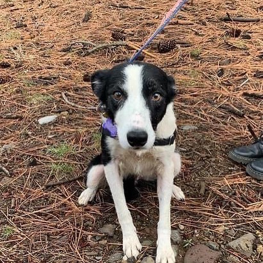 It's a dog party here at HSTT! Here is who's new at our shelter: Lincoln, Barney, Vixie, Carmelita, Penny, Daisy, and Elvis are all available for adoption and ready to be part of your family!

Please email adoptions@hstt.org for inquiries!