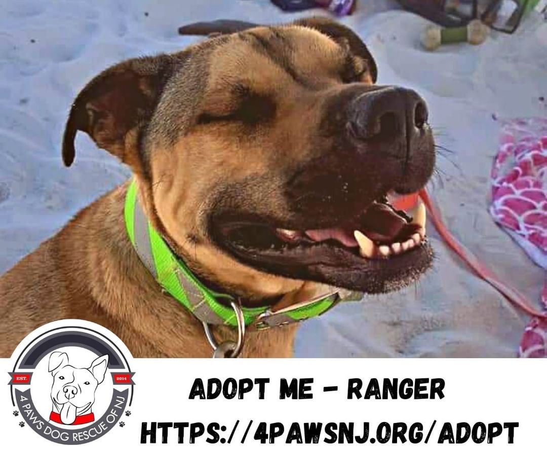 Check out this beautiful boy, Ranger. Ranger is a Cur mix. Just 2 years old, good with other dogs, kids, and cats. Ranger is a solid boy, knows all his commands. Currently learning commands in German. He loves to learn. Ranger is about 60 pounds, crate trained and house broken. Ranger loves to play fetch, flirt, and go on hikes and to the beach. He's your perfect adventure partner. Get your apps in now at https://4pawsnj.org/adopt.