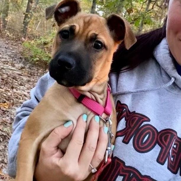 Sugar and spice (lots of spice!) and everything nice! Zoey is a 12 week old, 15 lb Black Mouth Cur mix (best guess!) whose Long Island foster mom says, 