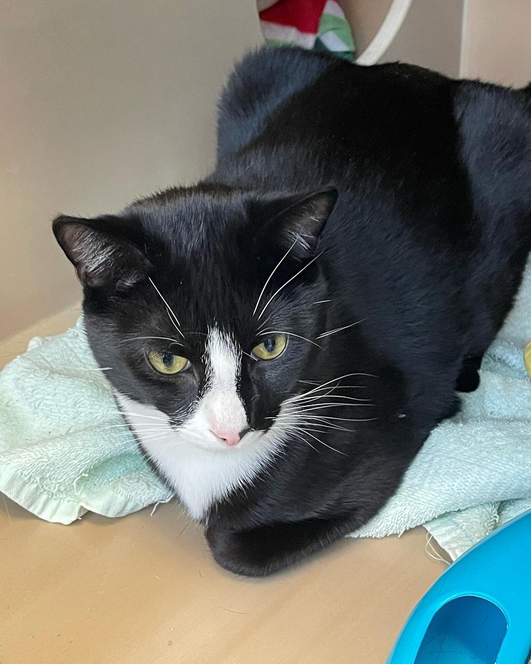You need to stop what you are doing and go meet Tom and Jerry at Petco in Poulsbo. They are the cutest tuxedos. They are both playful and sweet as can be. 
Go to Petango.com or email: catadopt@pawsbink.org to inquire about adoptions. 
.
.
.
.
<a target='_blank' href='https://www.instagram.com/explore/tags/adoptdontshop/'>#adoptdontshop</a> <a target='_blank' href='https://www.instagram.com/explore/tags/petcolovepartner/'>#petcolovepartner</a> <a target='_blank' href='https://www.instagram.com/explore/tags/pawsbink/'>#pawsbink</a> <a target='_blank' href='https://www.instagram.com/explore/tags/adoptdontshop/'>#adoptdontshop</a> <a target='_blank' href='https://www.instagram.com/explore/tags/adoptacat/'>#adoptacat</a> <a target='_blank' href='https://www.instagram.com/explore/tags/tuxedocat/'>#tuxedocat</a> <a target='_blank' href='https://www.instagram.com/explore/tags/blackandwhitetuxedocat/'>#blackandwhitetuxedocat</a> <a target='_blank' href='https://www.instagram.com/explore/tags/tuxedocatsofinstagram/'>#tuxedocatsofinstagram</a> <a target='_blank' href='https://www.instagram.com/explore/tags/northkitsap/'>#northkitsap</a> <a target='_blank' href='https://www.instagram.com/explore/tags/poulsbowashington/'>#poulsbowashington</a> <a target='_blank' href='https://www.instagram.com/explore/tags/kingstonwashington/'>#kingstonwashington</a> <a target='_blank' href='https://www.instagram.com/explore/tags/bainbridgeisland/'>#bainbridgeisland</a>