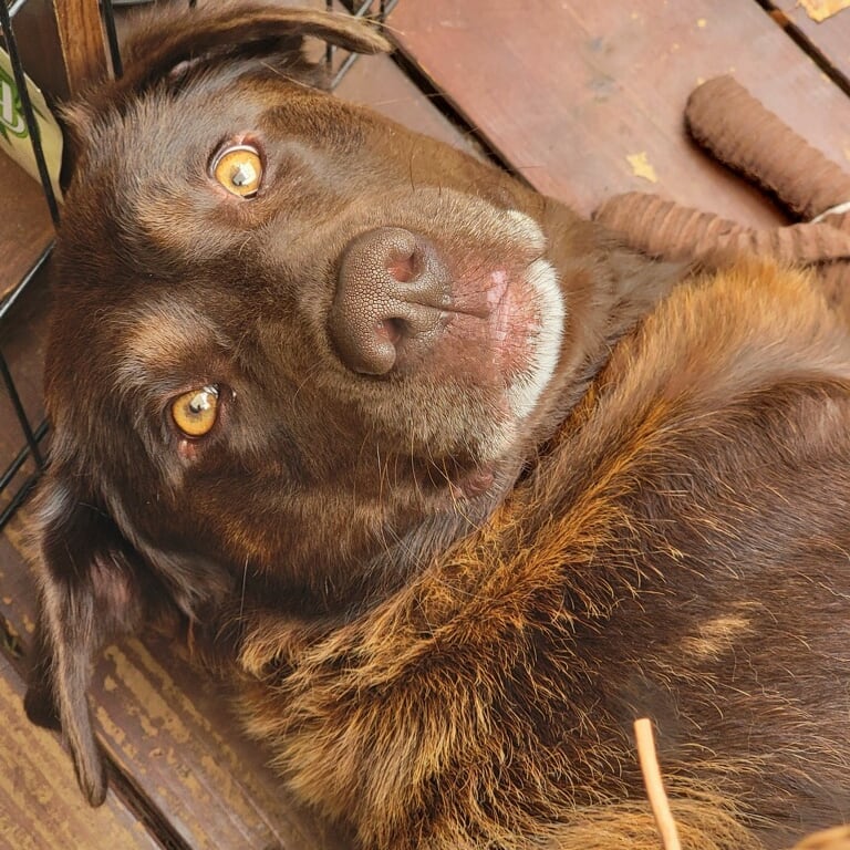 MOCHA! <a target='_blank' href='https://www.instagram.com/explore/tags/ChocolateLab/'>#ChocolateLab</a> needs a home! Www.friendsofcooscountyanimals.org