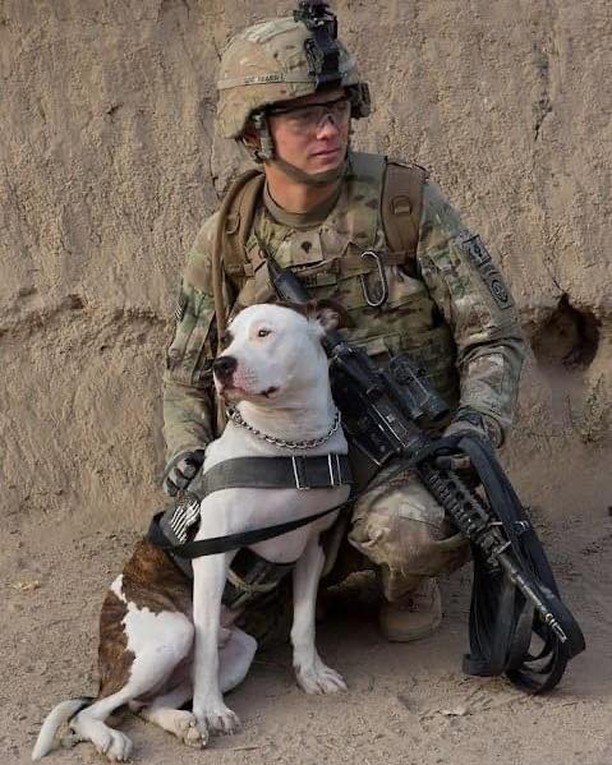 Happy Veterans Day to the brave soldiers, both human and k9, that keep our country safe and secure.